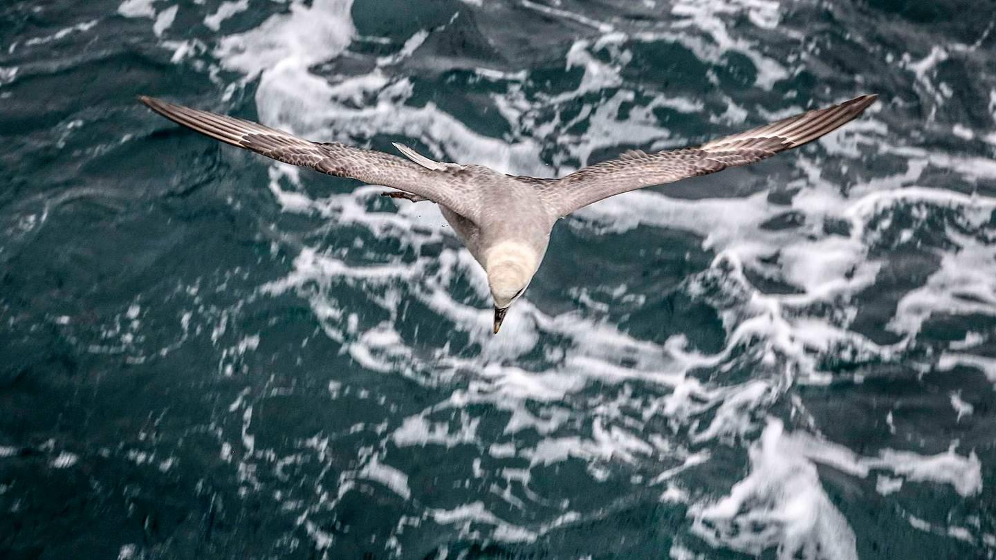 En ung havhest, en vanlig måkefugl på havet i nord, henger over sjøen i håp om å få tak i noe forskerne kaster over bord.
