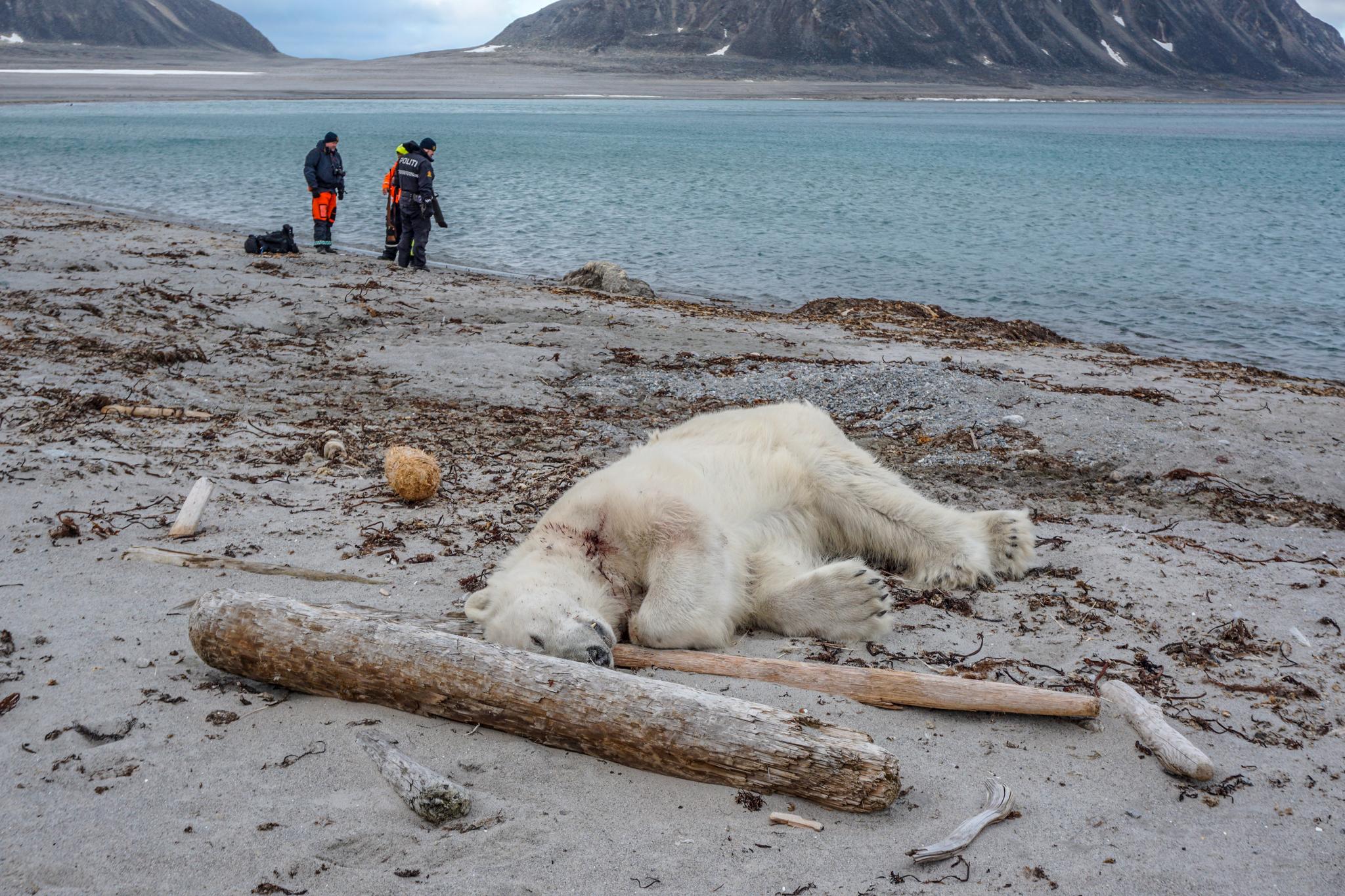  En tysk mann i 40-årene fikk moderate skader da han ble angrepet av isbjørn på Sjuøyane nordøst for Spitsbergen lørdag. Isbjørnen er skutt og drept.