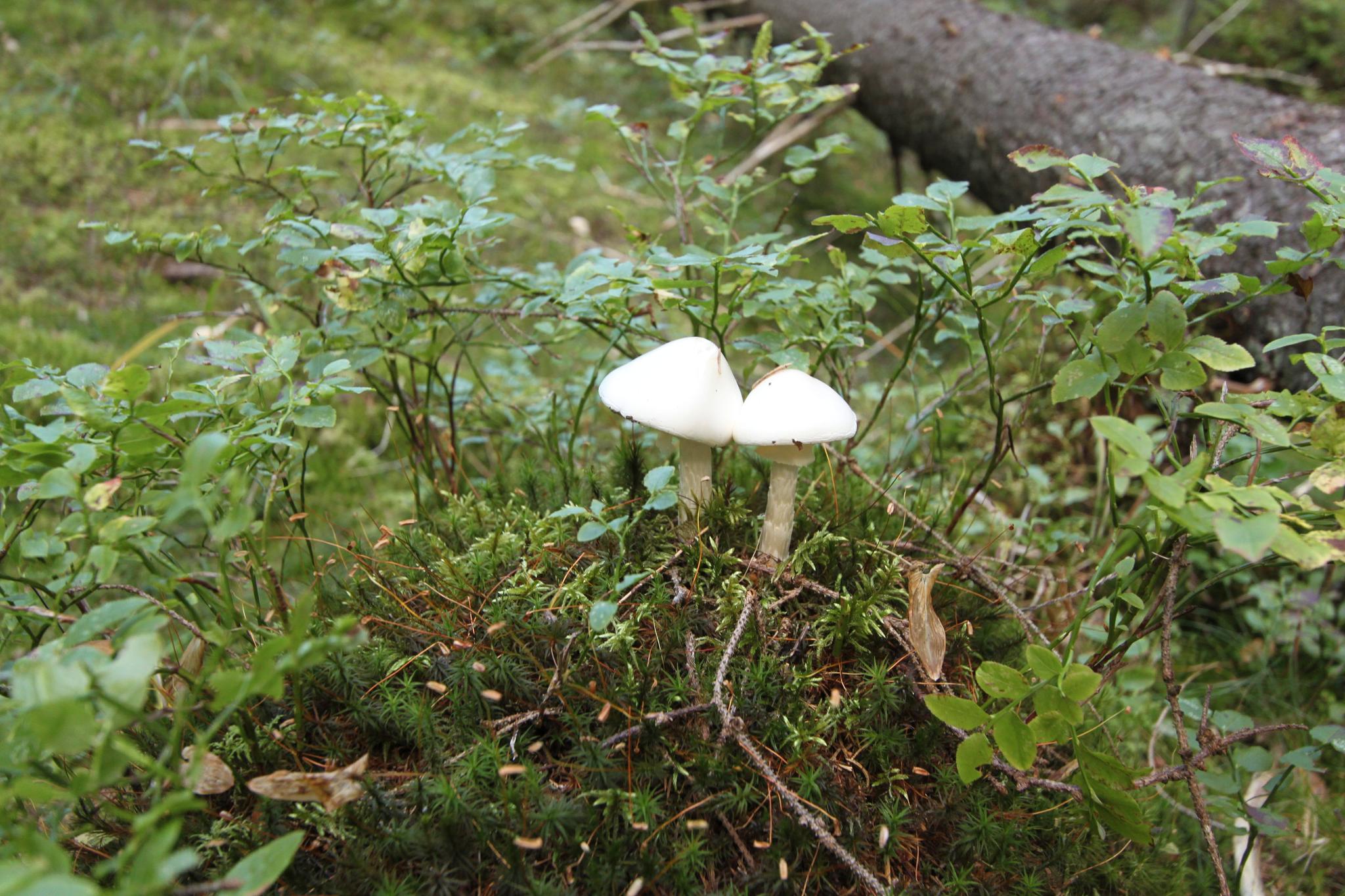Hvit fluesopp er en av Norges giftigste sopper og kan være dødelig.