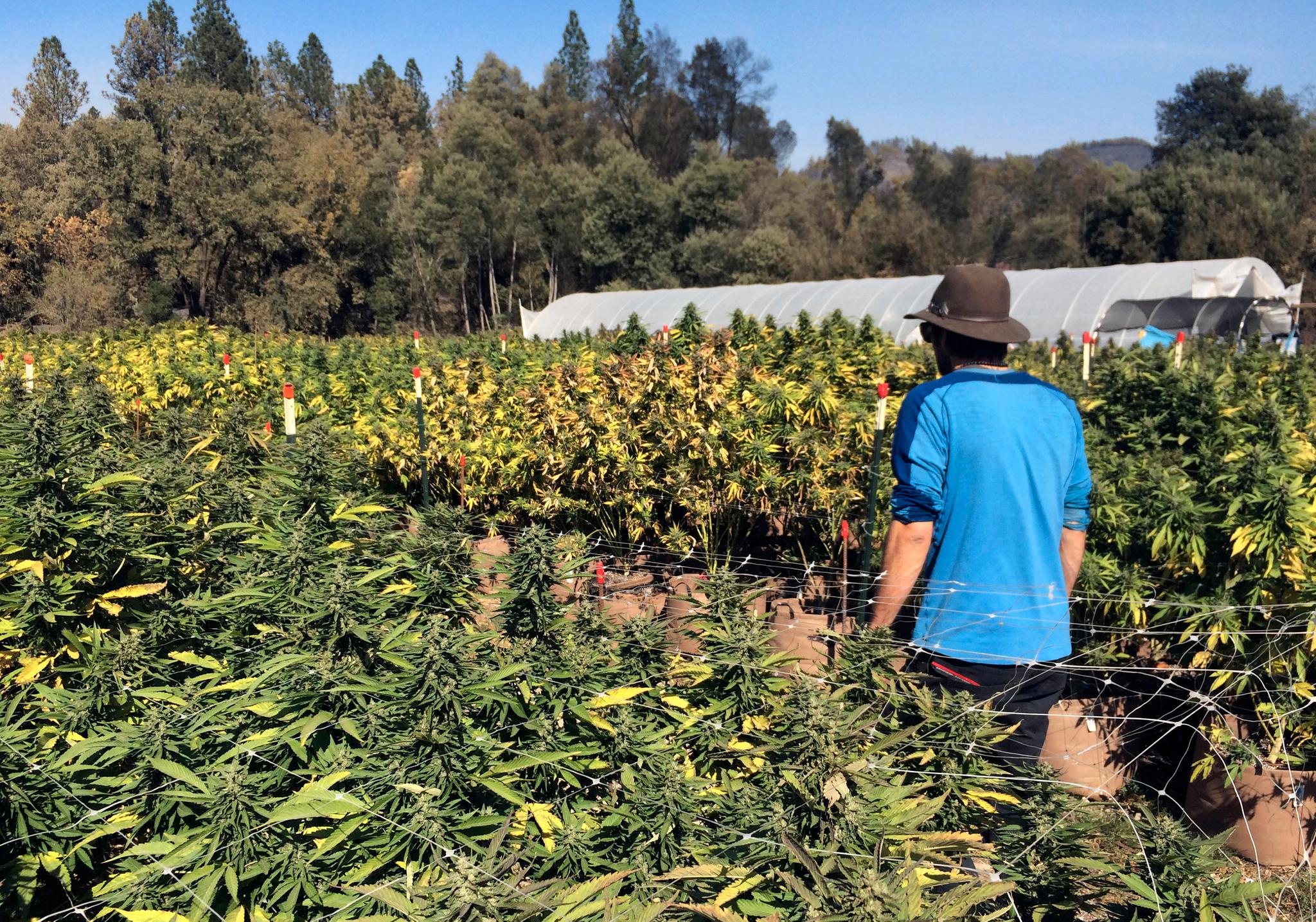 Cannabisplantasjer som denne, er vanlige i California. Delstaten er én av 19 i USA der cannabis er legalisert. 
