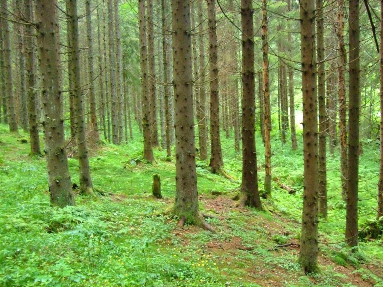 I eldre kulturskog er trærne flere og likere i størrelse enn i gammel naturskog.