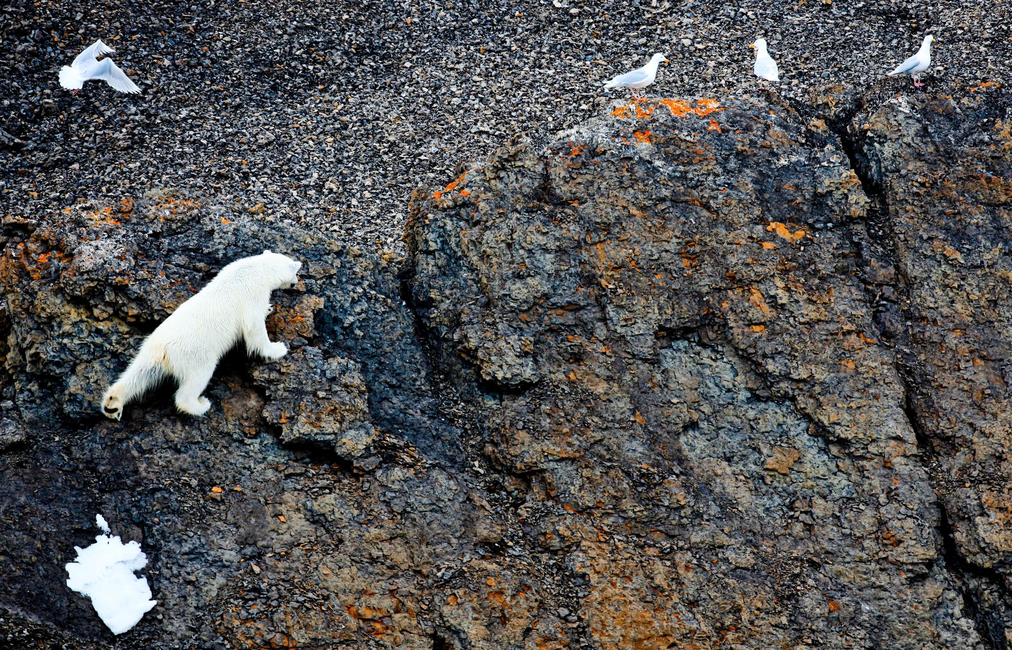 Naturen skifter fra iskaldt til litt mindre kaldt. Isbjørnen klatrer i fuglefjell.
