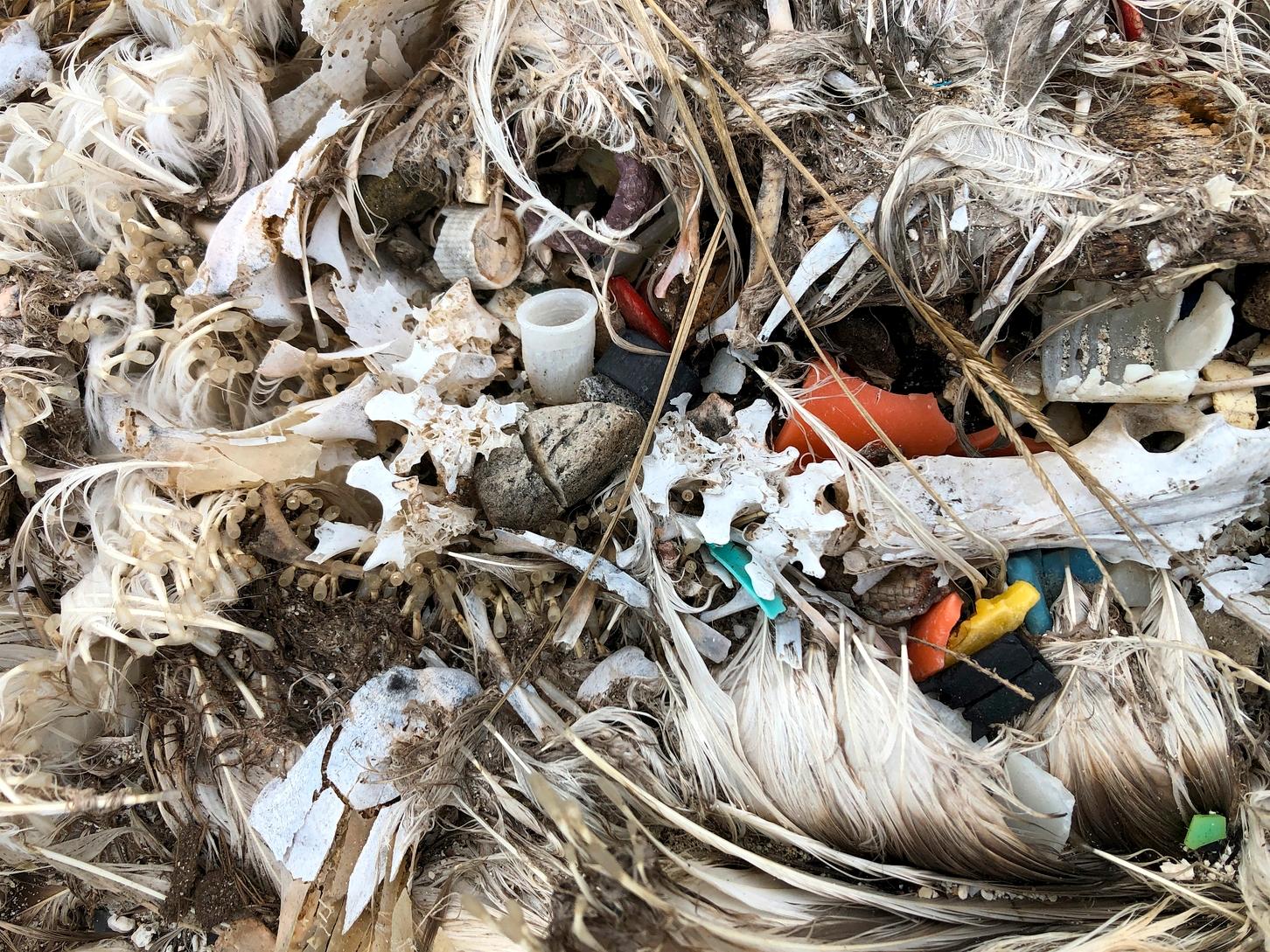 En død sjøfugl på Midway-atollen i Stillehavet er full av små plastbiter. Plasten både kveler og gir fuglene en falsk metthetsfølelse. 