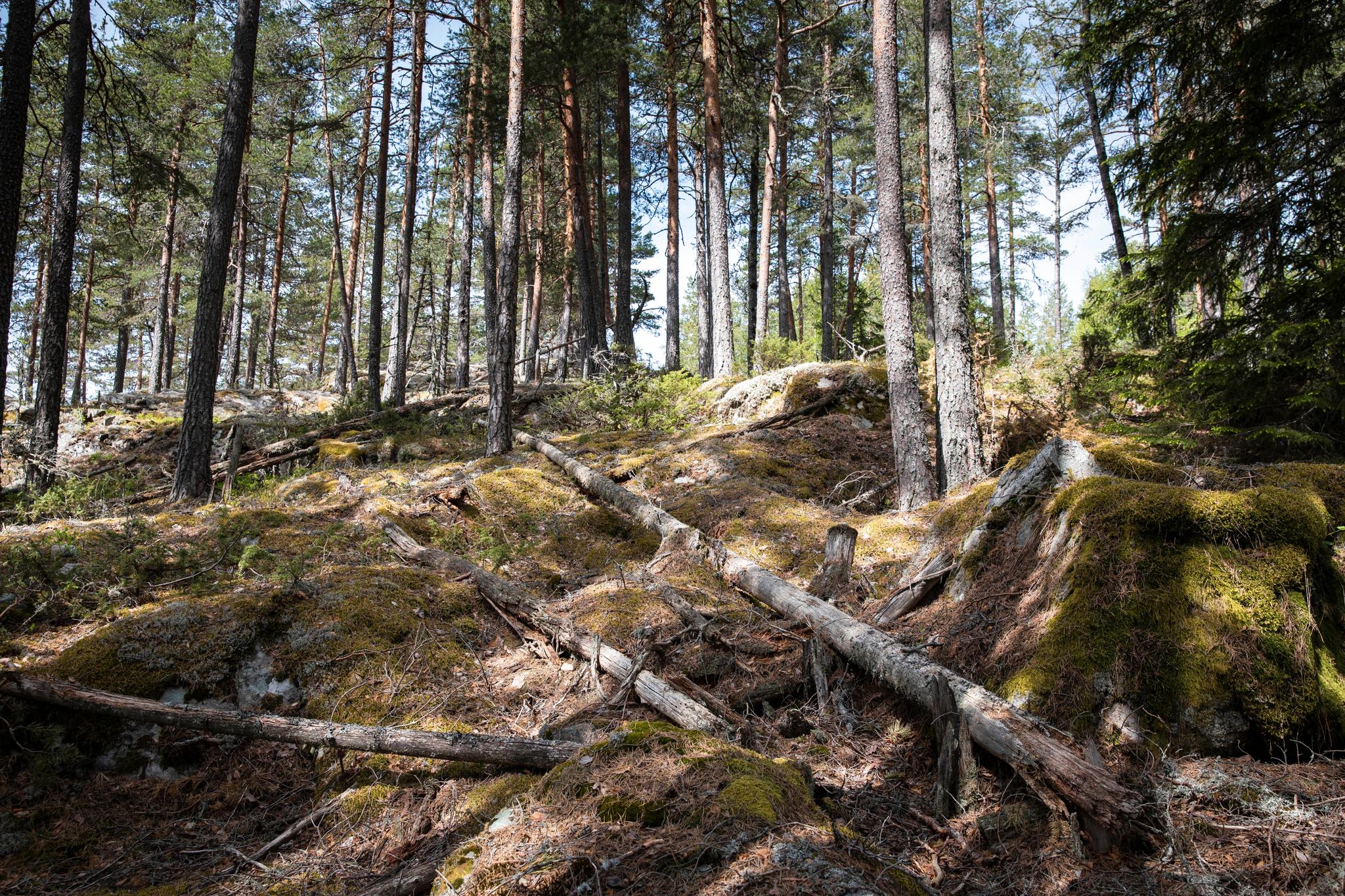 Fortsatt er det nye gammelskog rundt innsjøen Follsjå. Skogeierne lover å kartlegge bedre, men Naturvernforbundet frykter at kartleggingen ikke blir god nok fordi skogbruket selv gjør jobben.