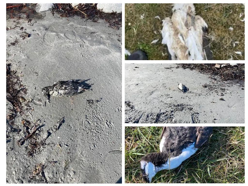 Bildene viser døde fugler på Randaberg, nå jobber Mattilsynet iherdig for å avdekke grunnen til mye fugledød i distriktet.