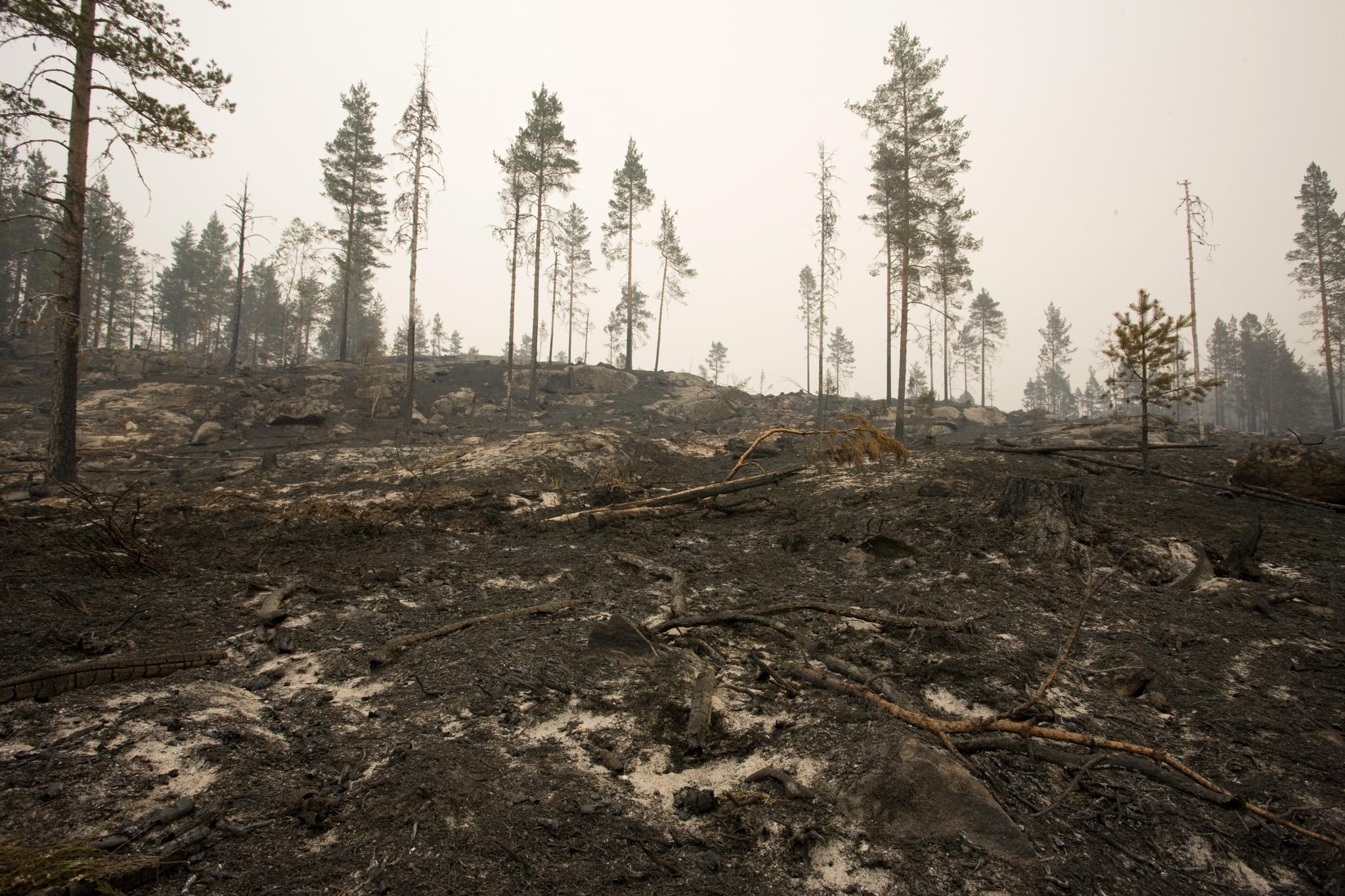 Rester av trær etter skogbrannen som herjet i Froland i 2008. 30.000 mål skog ble ødelagt i brannen.