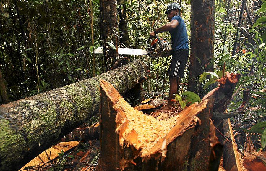 President Barack Obama støtter regnskogsamarbeidet mellom Norge og Indonesia, som skal gjøre det mer lønnsomt å bevare skogen enn å hogge den. FOTO: REUTERS/SCANPIX