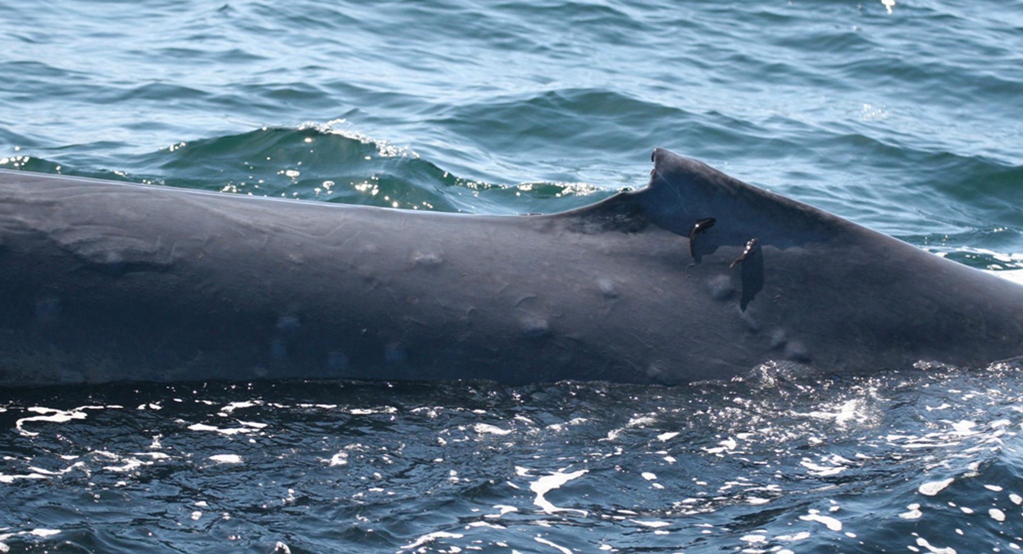 Forskere tror blemmene på huden til denne blåhvalen kan være en forårsaket av UV-stråler som følge av tynnere ozonlag. 
