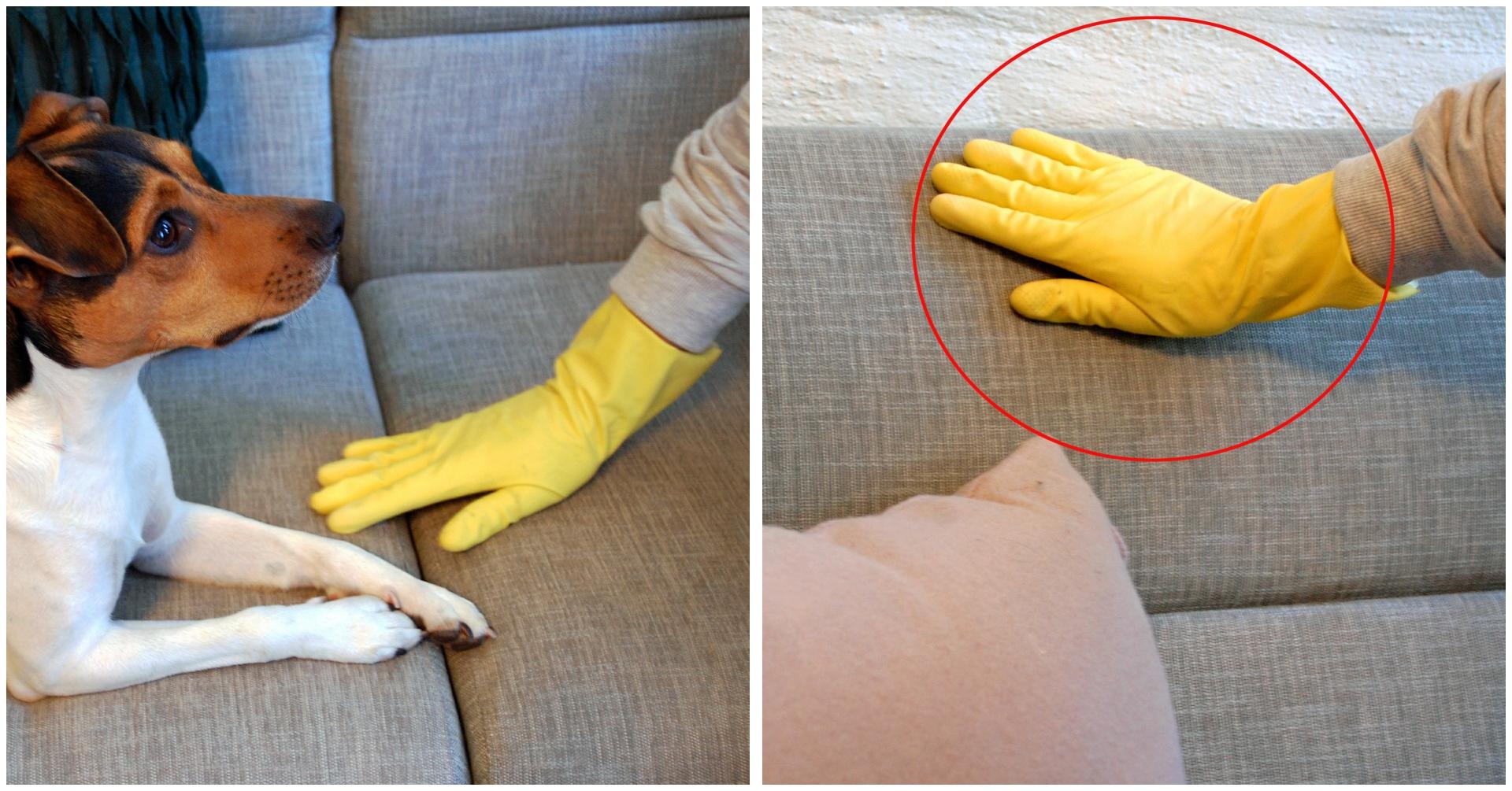 Sjekk trikset: Slik fjerner du enkelt hundehår fra sofaen