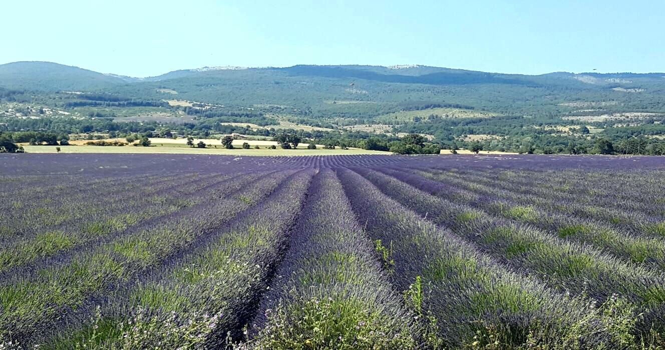 ET SYN: Lavendelåkre strekker seg over store deler av Luberon, vest i Provence. 