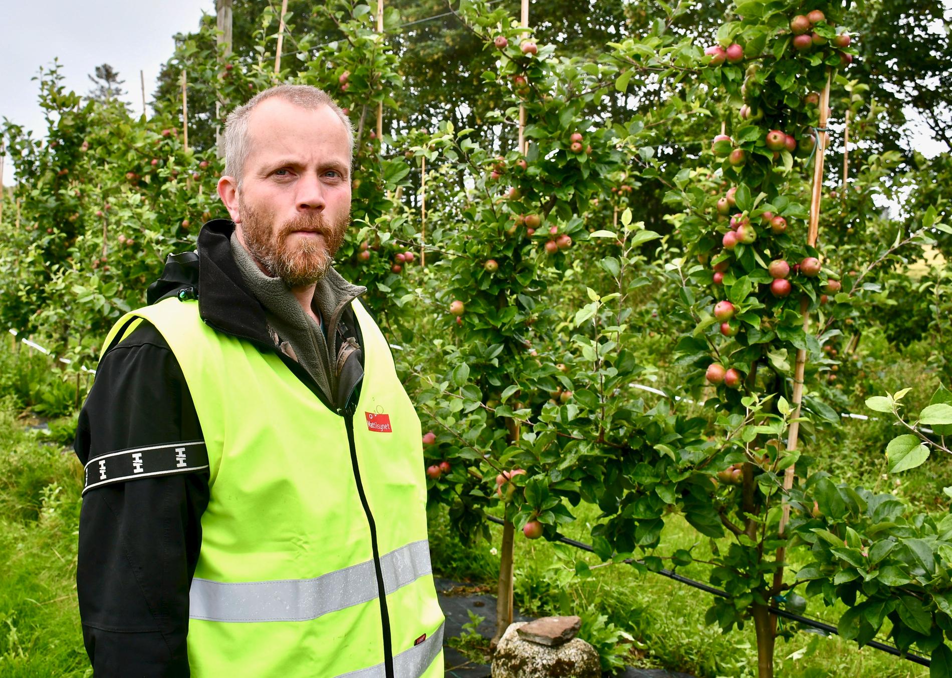 Jo Arild Tønnesen foran noen av epletrærne som er ved Sandalen gård på Vistnes.|Jo Arild Tønnesen har sjekket alle de 4.500 epletrærne på gården - ingen er smittet av pærebrann. ||Her fra dagens dugnad. |