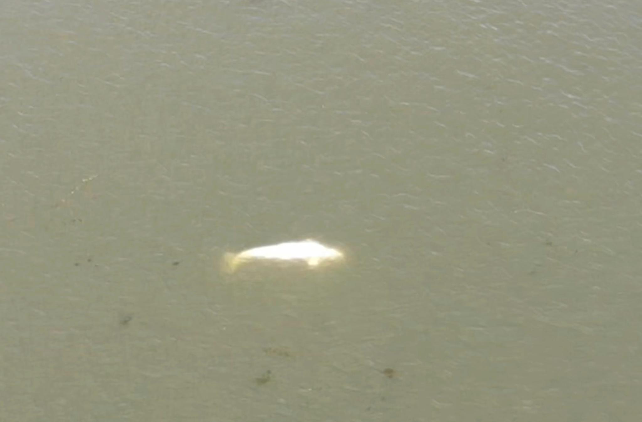En underernært hvithval har forskanset seg i Seinen. Håpet om å redde den begynner å svinne sakte, men sikkert hen.