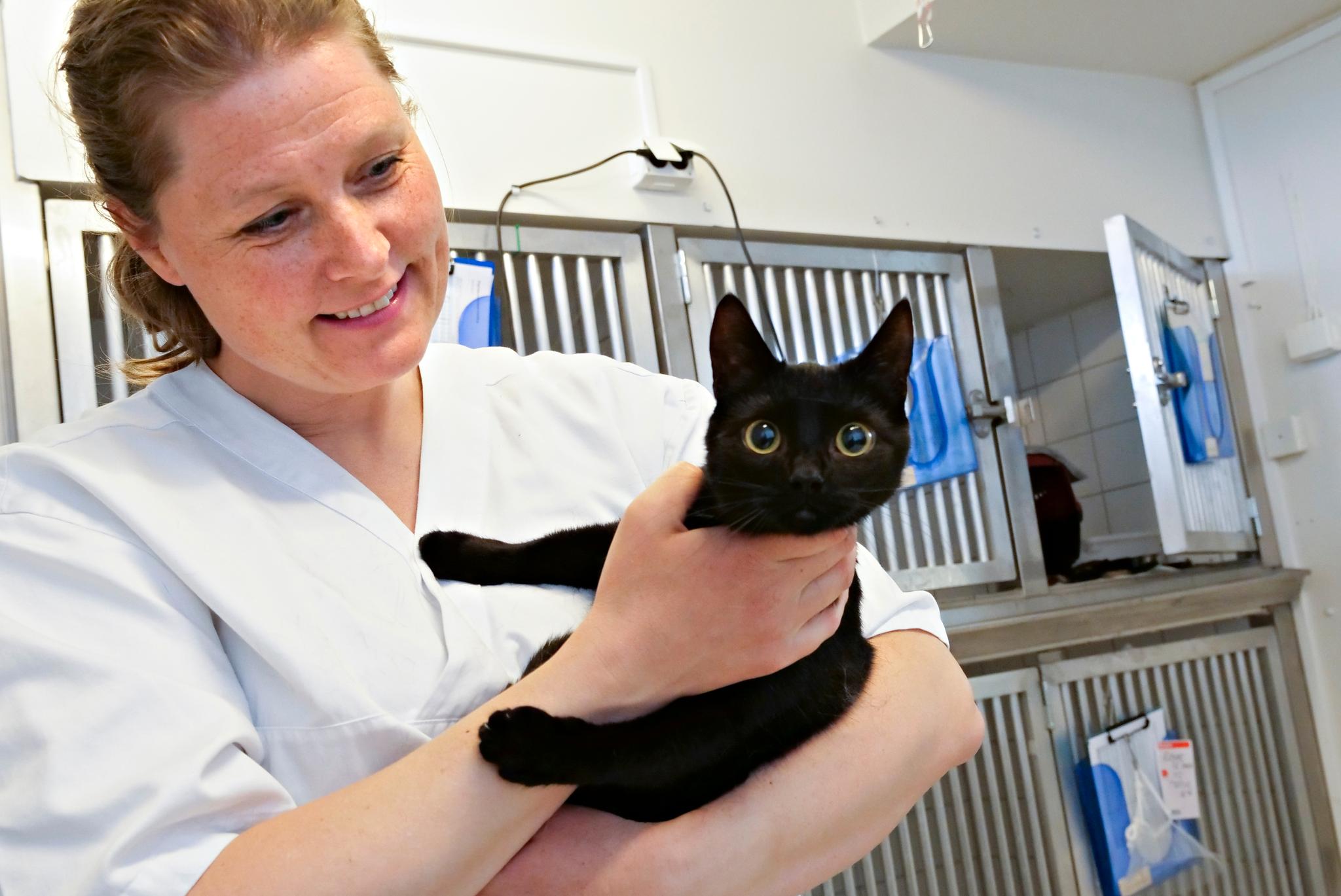 Klinikksjef Åshild Roaldset ved Universitetsdyresykehuset henter Noisi inn til operasjon. Ved veterinærklinikkene i Oslo kastreres mellom fem og 15 katter hver uke. Dyrebeskyttelsen, Mattilsynet og veterinærene håper katteeiere tar ansvar og kastrerer kattene sine før sommeren.