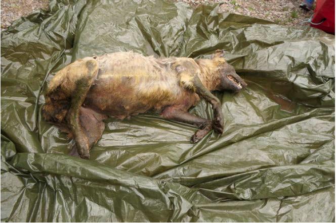 En ulvetispe som ble funnet død i Åsnes-Finnskog i mai i år viste seg å ha spor av etylenglykol i kroppen. 