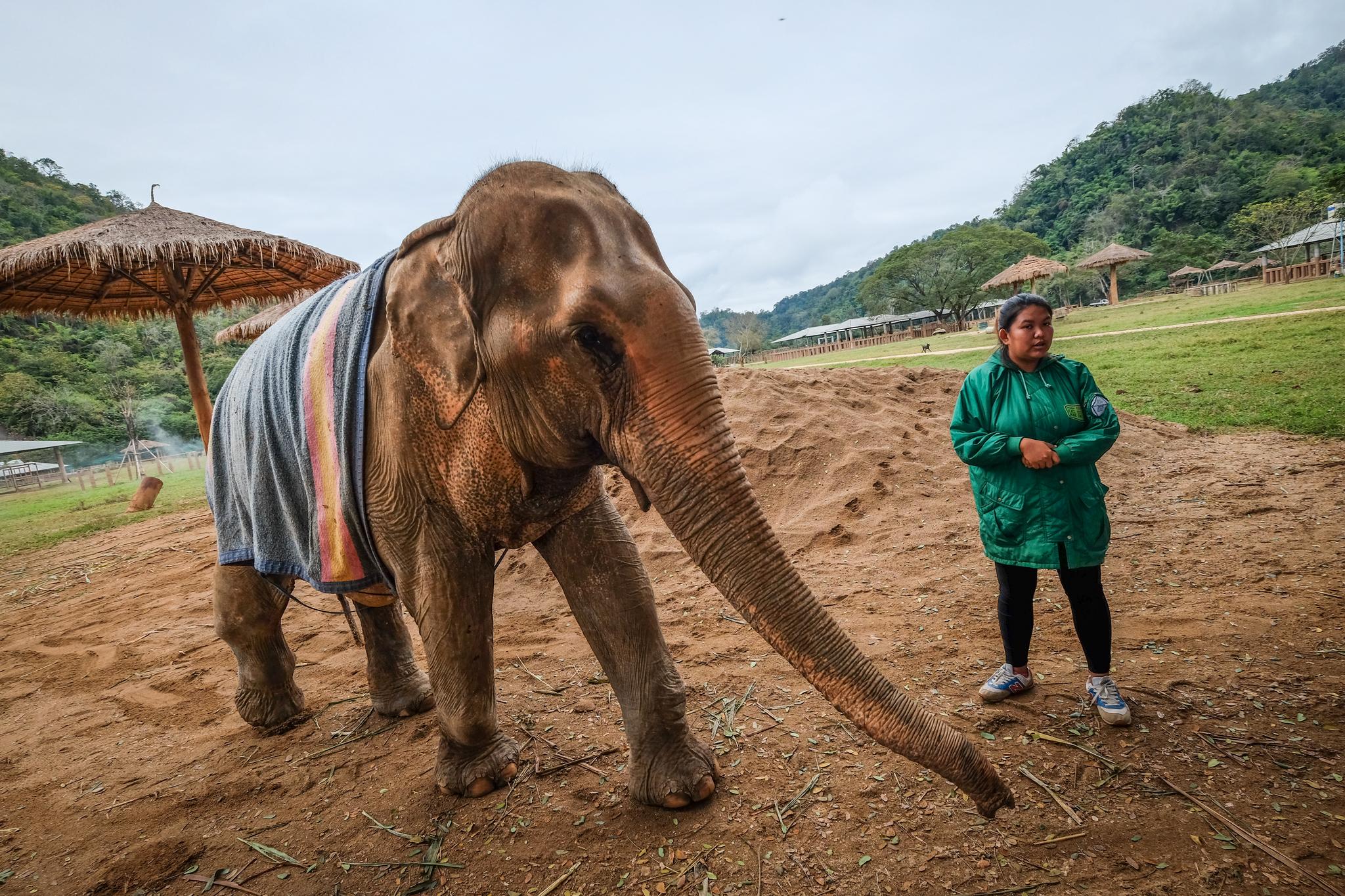 TRIVSEL: Tanwamas «Som» Khaikaew har jobbet med elefanter i ti år. – Om folk visste hva som må skje for å trene en elefant, ville de færreste ønsket seg hverken sirkus eller rideturer, mener hun.