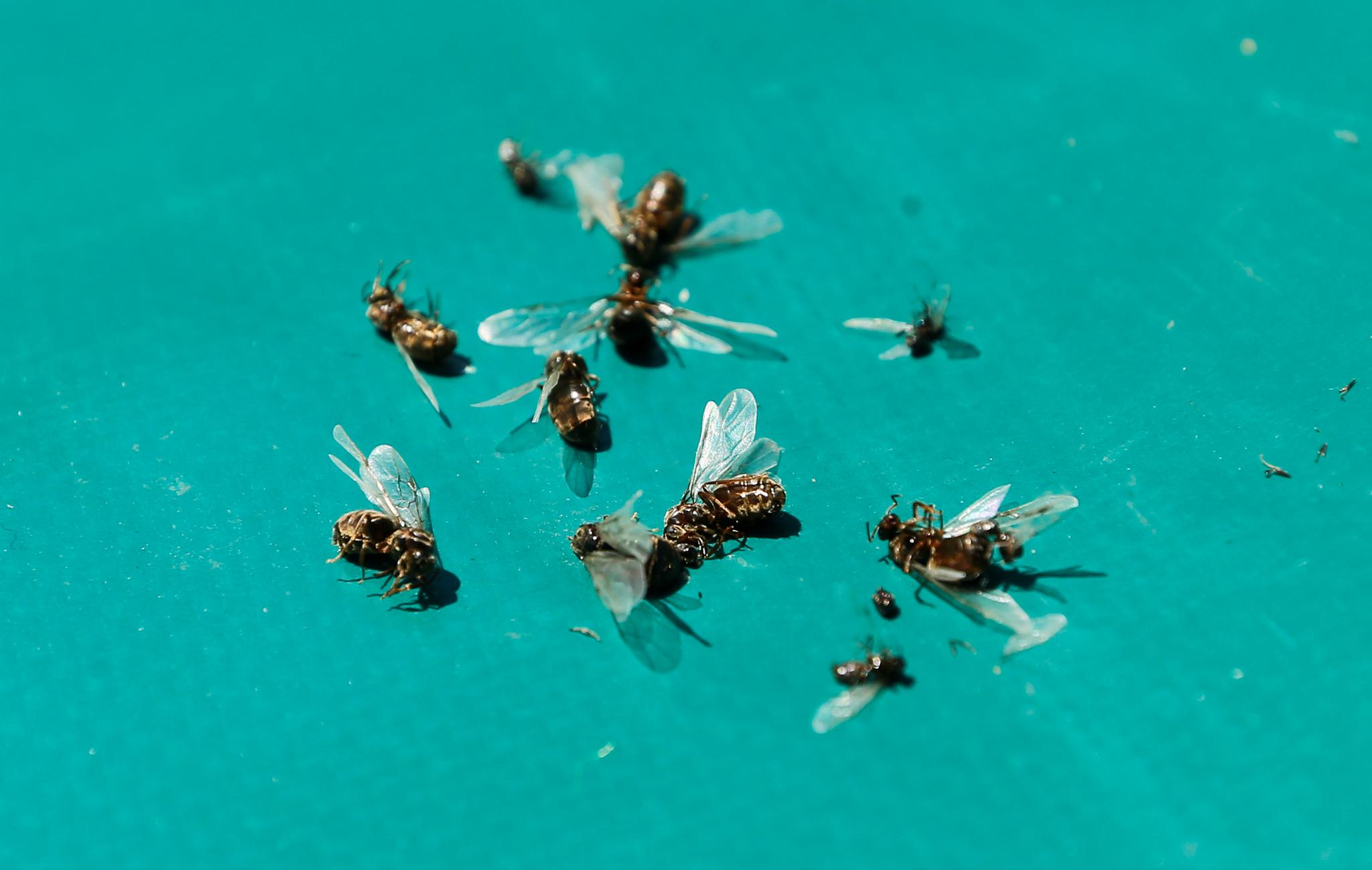 Vepsen er blant insektene det blir stadig færre av.  