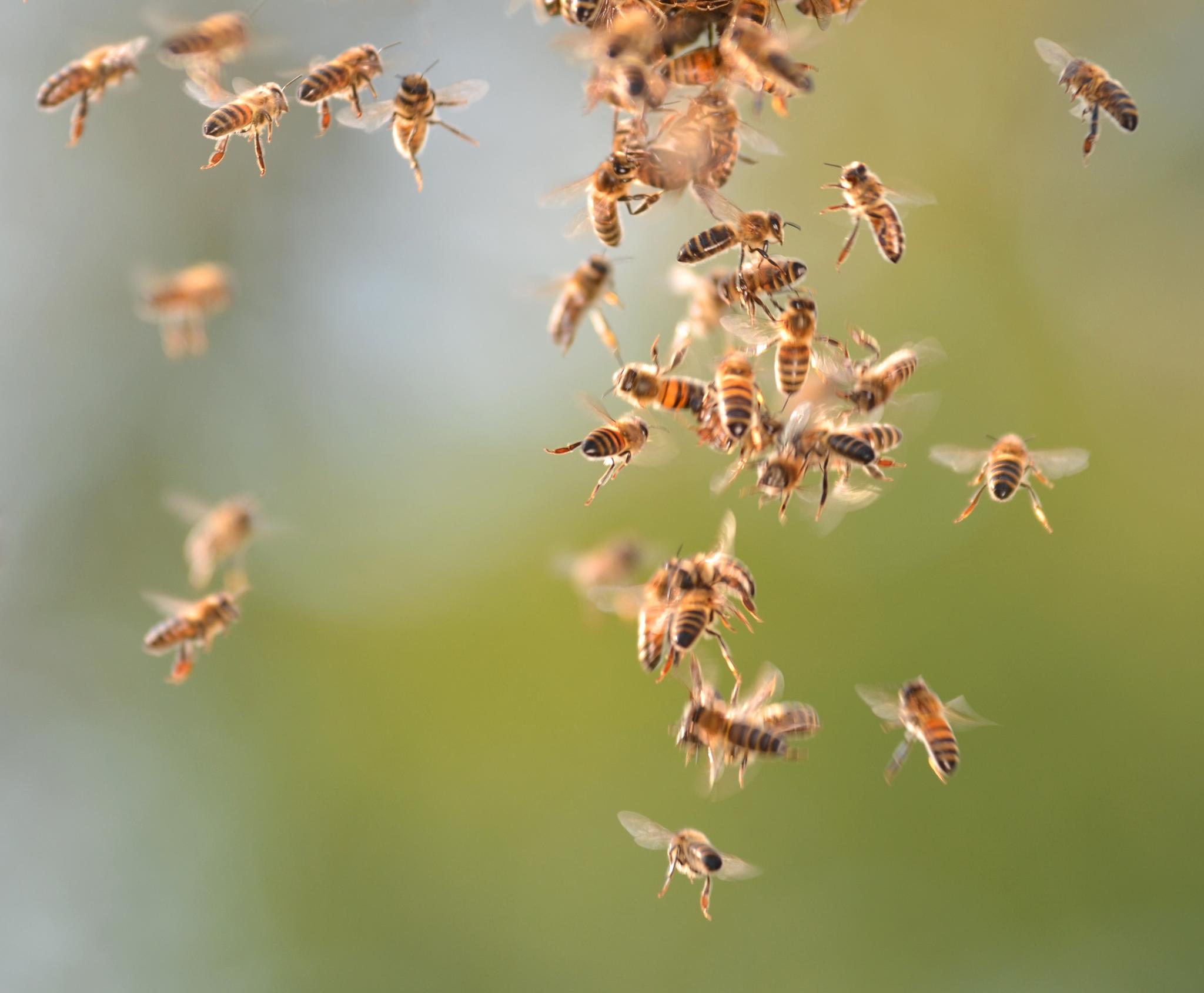  Honningbiene, våre seksbeinte flyvende husdyr som gir oss honning og bidrar til bestøvning, teller noe slikt som 83 milliarder individer. Også her er det damer som styrer skuta, og damer som gjør all jobben.  