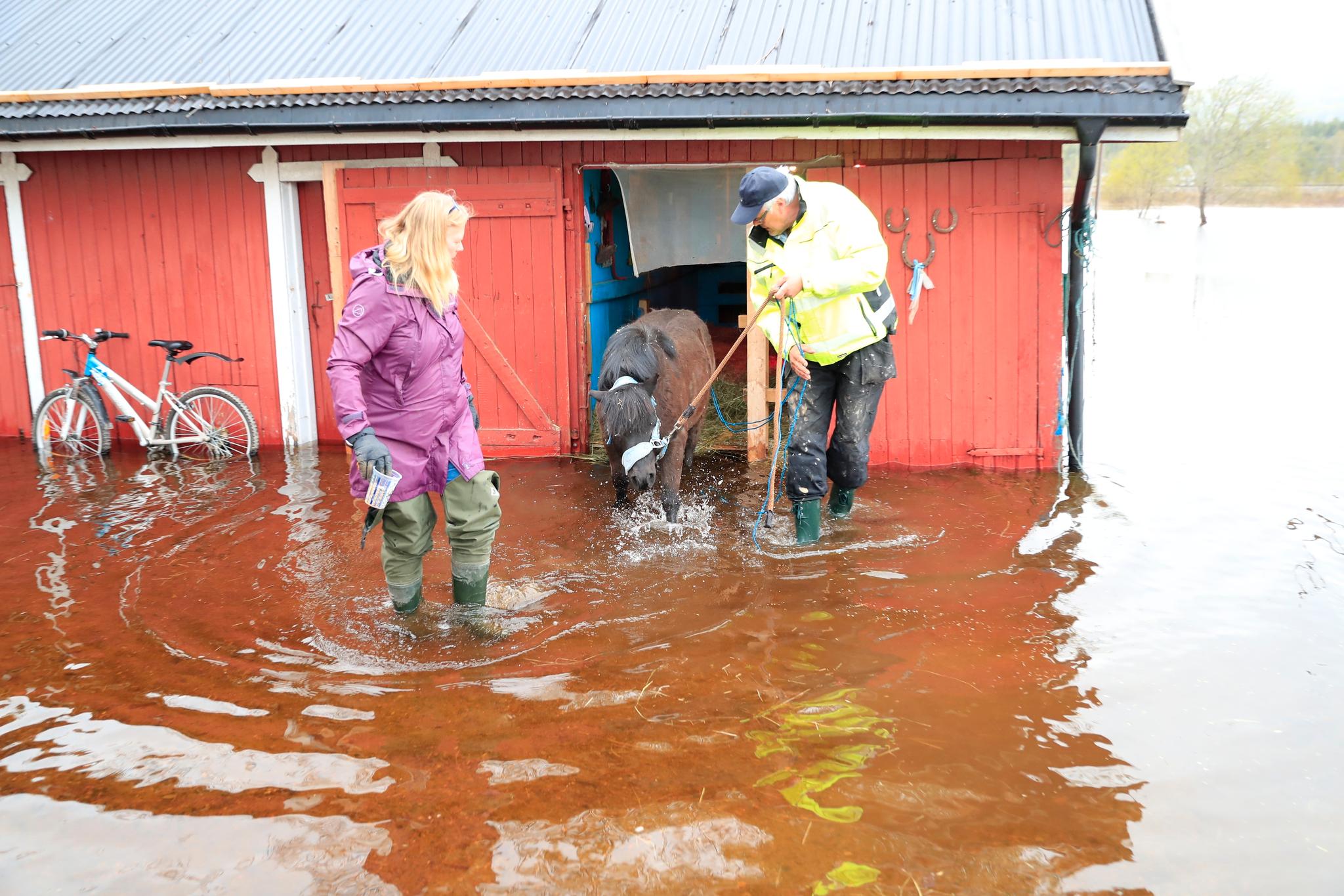 Ved Øksna i Elverum kommune måtte Kjell Sanderlien evakuere ponnien Sokrates, da vannstanden gikk opp til stallen.