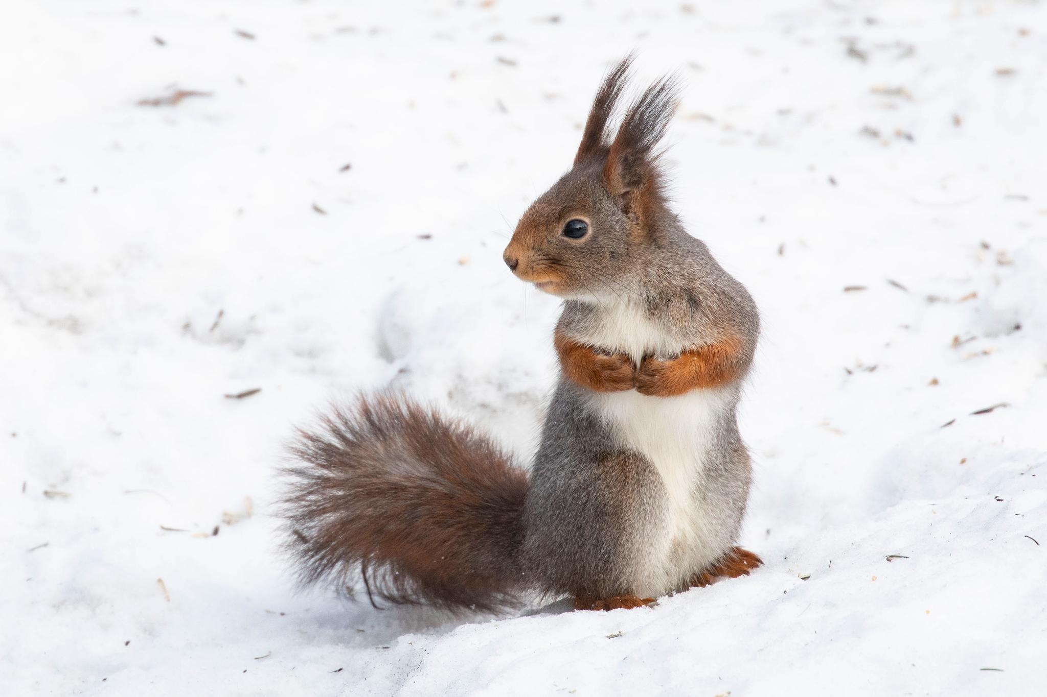Den årlige ekornjakten er i gang. Det er helt unødvendig dyreplageri.