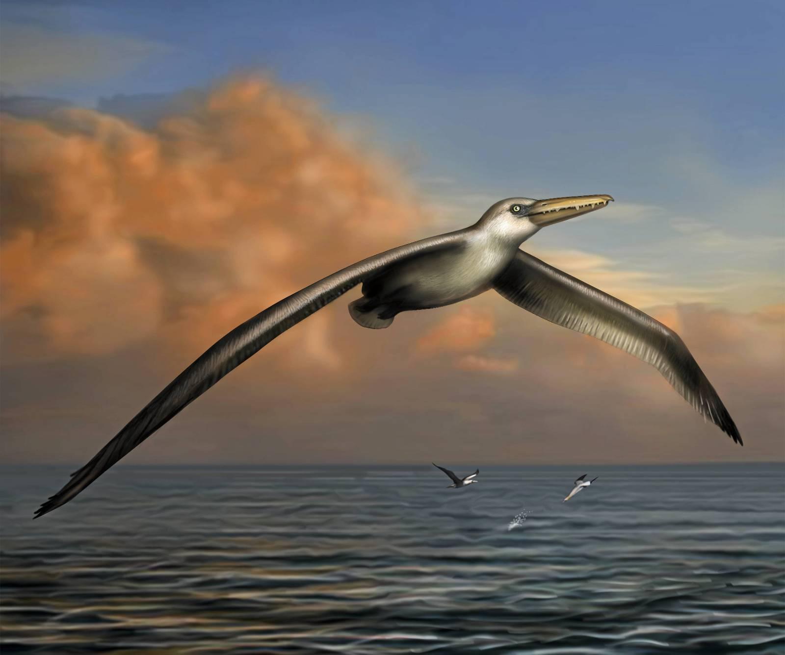 Pelagornis sandersi i luften. Den karakteriseres gjerne som en måke på steroider, men hadde flyveegenskaper mer som en albatross.