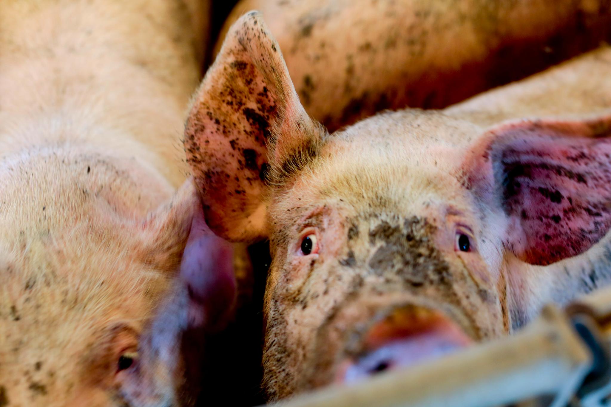 Deler av svinenæringen er blitt kritisk ettergått i en dokumentar på NRK Brennpunkt. Bildet er tatt ved en tidligere og urelatert anledning. 