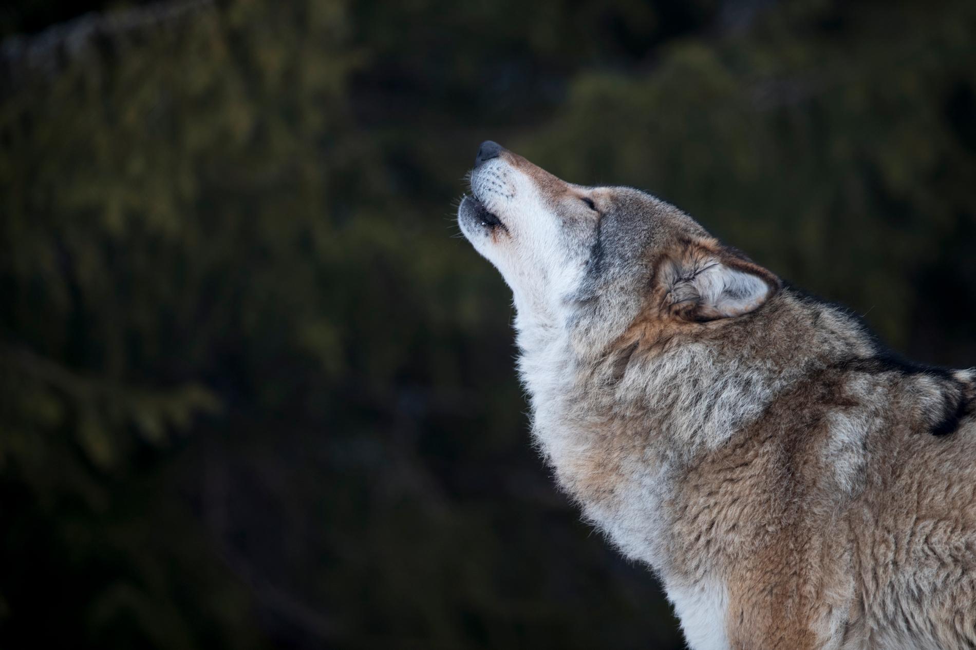 TATT: Sau har blitt tatt av ulv i Naustdal.