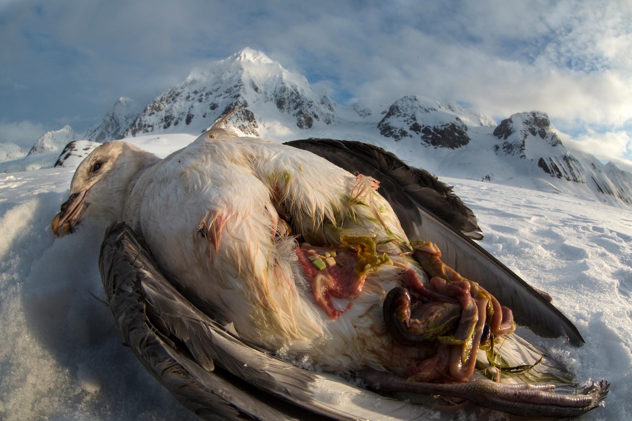 Død havhest funnet på Svalbard. Magen var full av plastbiter. Søppel og forurensning som kommer langveisfra kommer på toppen av klimaendringene. For et par tiår siden var det plast i fire av 40 døde fugler. Nå er fire av 40 uten plast.