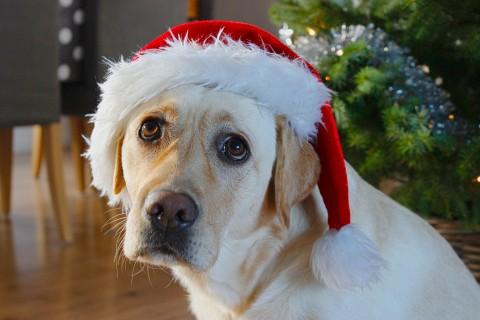 Fast på forhånd! Du trenger plass om du skal spise mye julemiddag, råder Sledne-Esben. Han skal spise kalkun laget av denne hunden på julaften.