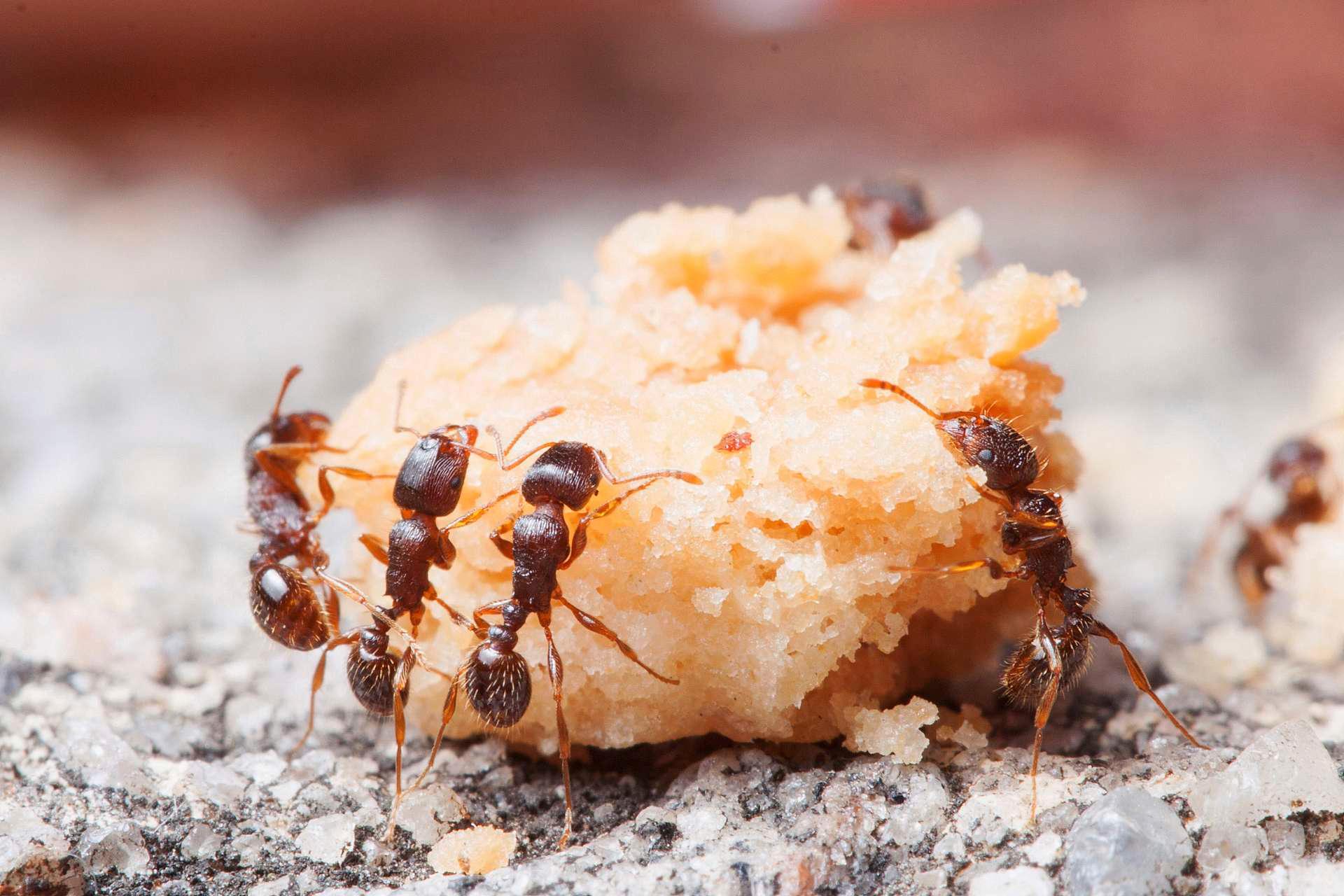 Det krever samarbeid hvis mauren skal gomle i seg matrestene vi lar ligge på fortau rundt om i verden.