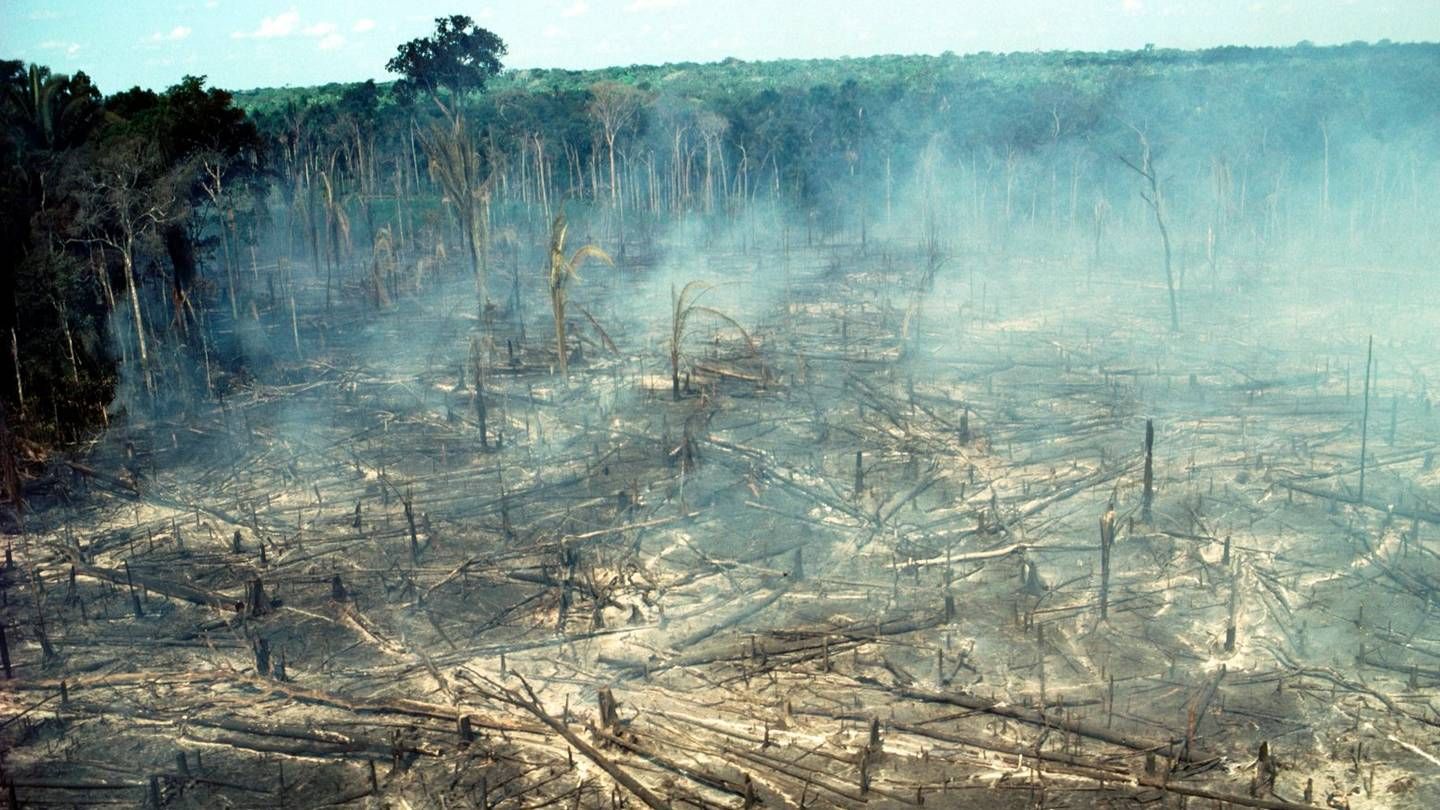 Den fryktelig triste historien om regnskogen