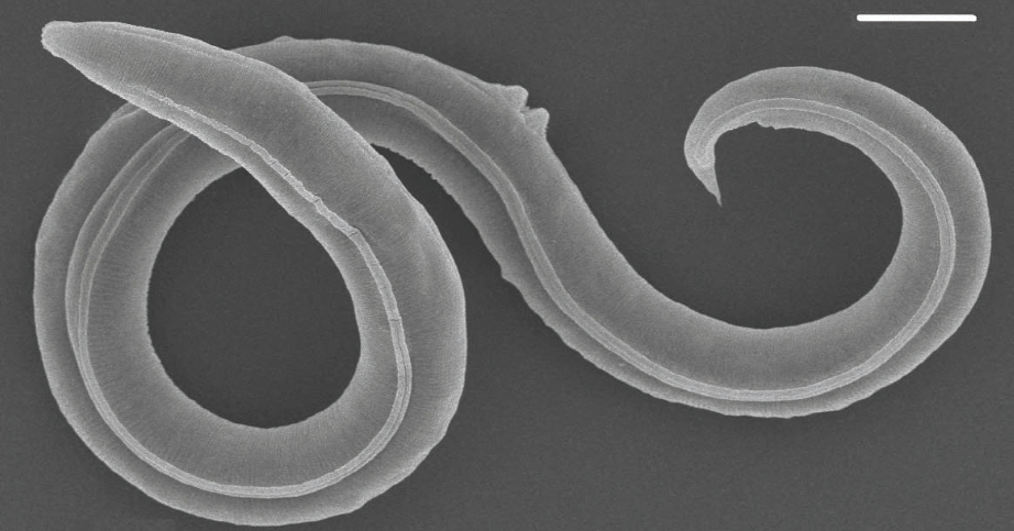 Revival of Ancient Roundworm: Insights into Species Survival in Extreme Climates | The Washington Post
