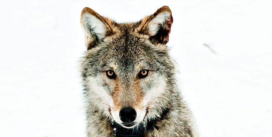  Vidar Helgesen besluttet i vinter å radiomerke flest mulig ulver i de omstridte ulveflokkene for å dempe gemyttene under vinterens ulvestrid i Stortinget.  