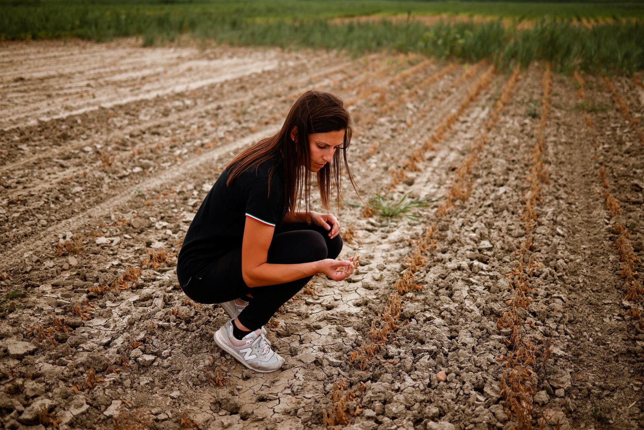 Tørken får store konsekvenser for landbruket i Italia. Her sjekker en bonde sine ødelagte soyaavlingene nær elven Po i Nord Italia. Saltvann som har strømmet inn i den grunne elven, har bidratt til å ødelegge avlingene til mange bønder. 