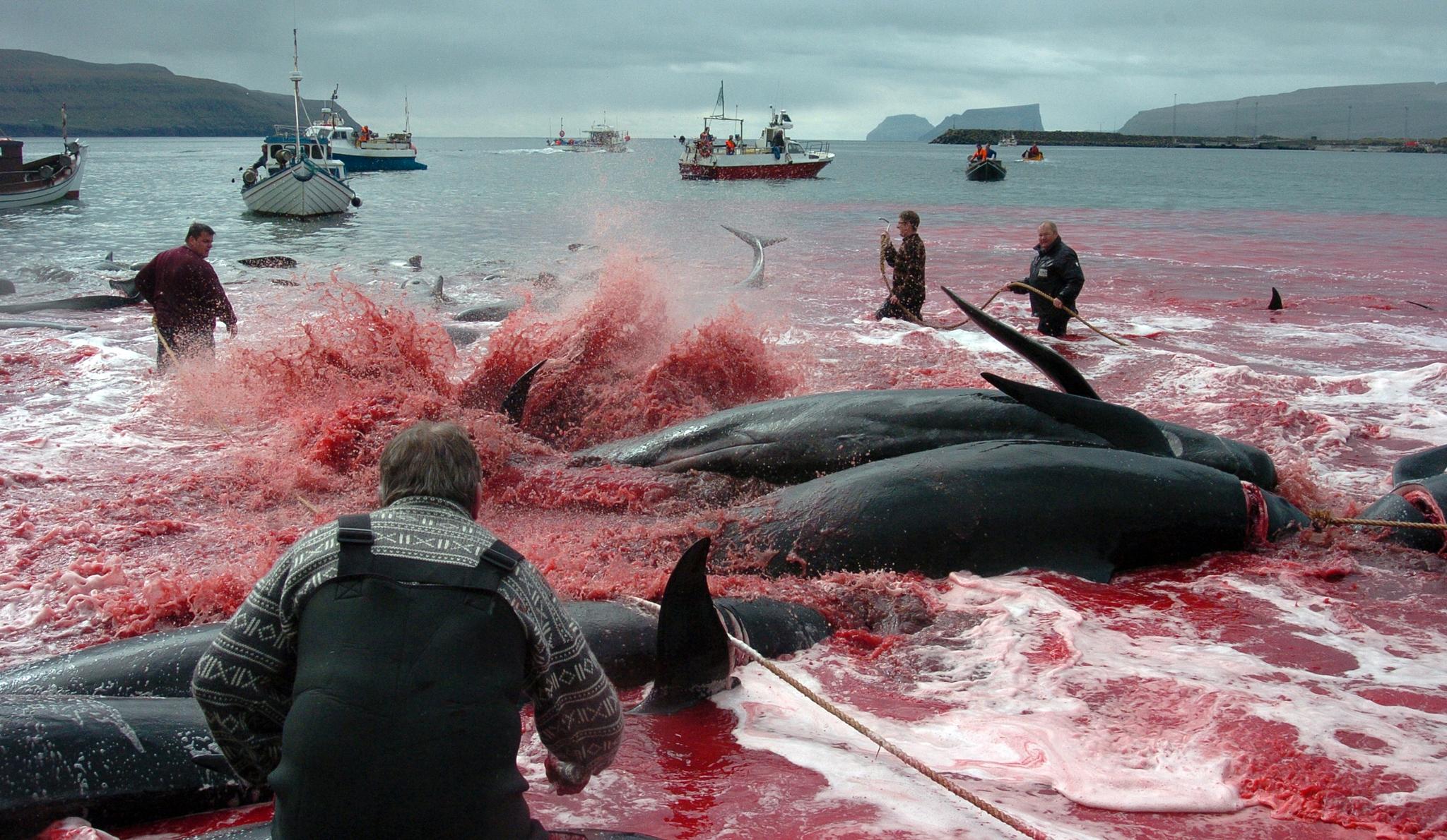 Videoen som Brasils president hevder viser «norsk-sponset hvalfangst», viser etter alt å dømme et færøysk «grindadrap» - en hvafangstmetode som har vært i bruk på øyene i mange hundre år.