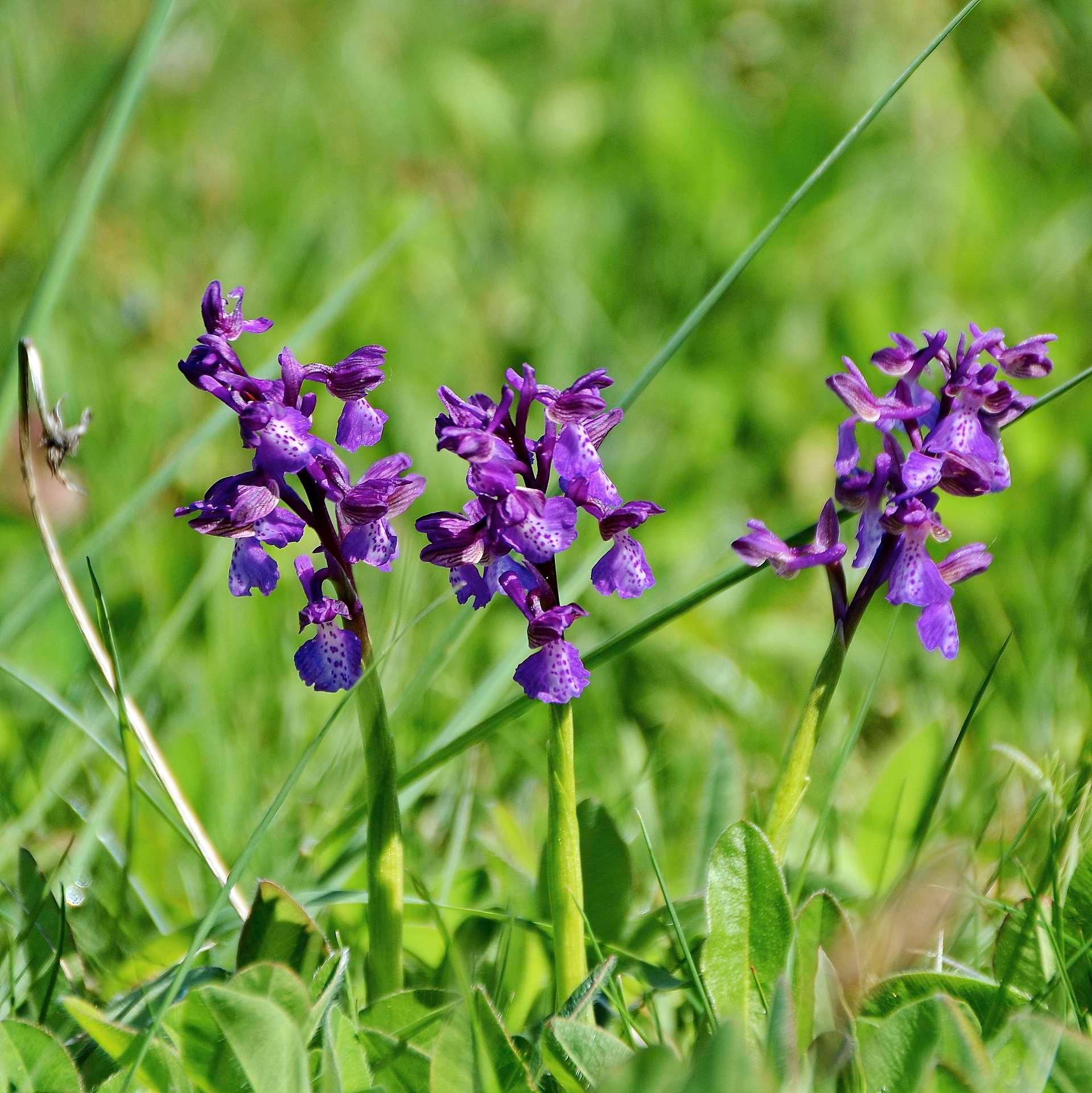 Omtrent halvparten av orkidéartene i Norge er truet eller nær truet av utrydding. Dette er narrmarihånd.