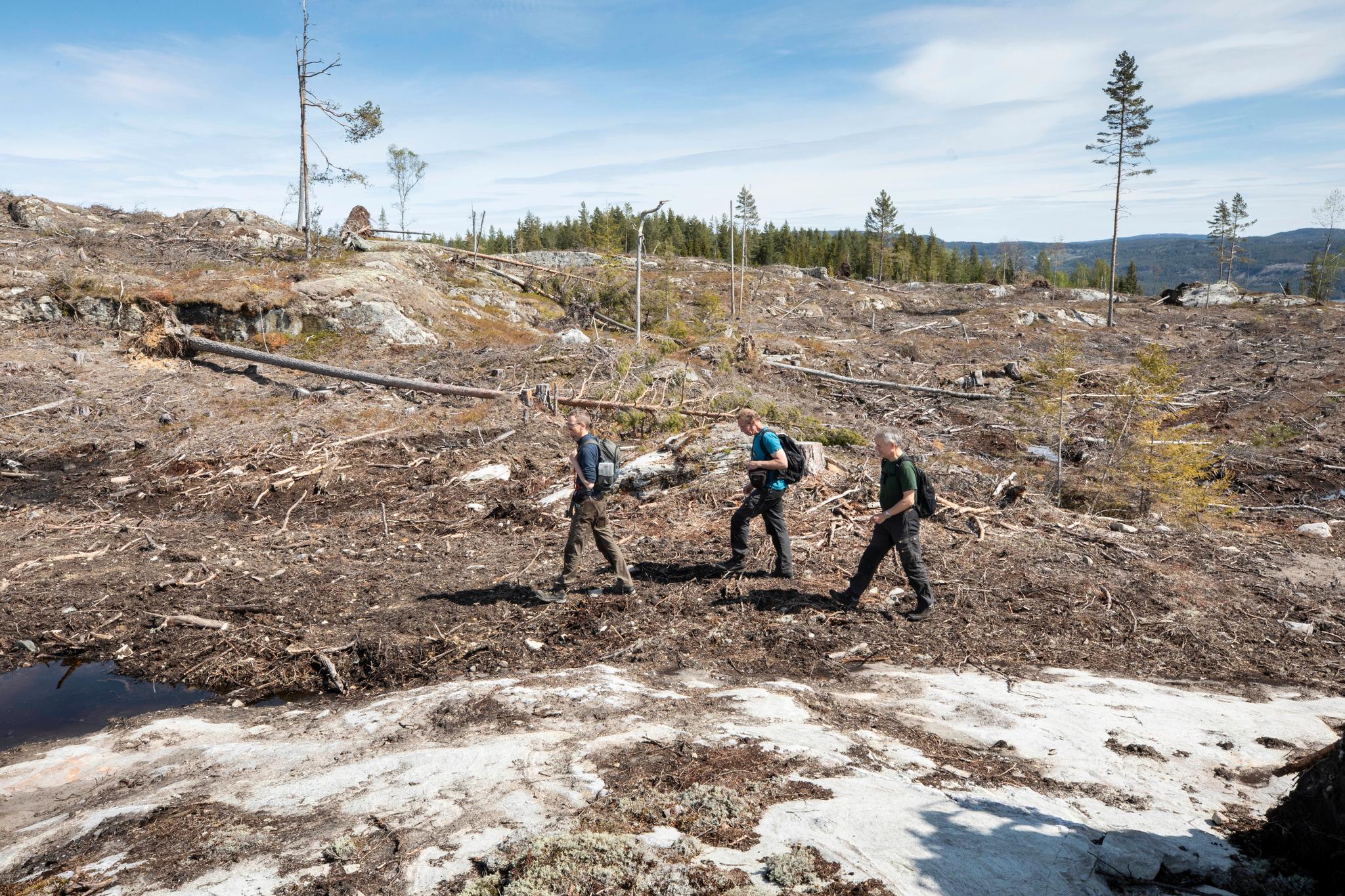 Den gamle og sjeldne furuskogen på Vikåsen er borte. Biolog Sigve Reiso fra BioFokus (fra venstre), Naturvernforbundets Gjermund Andersen og Norskogs Erling Bergsaker er på befaring.