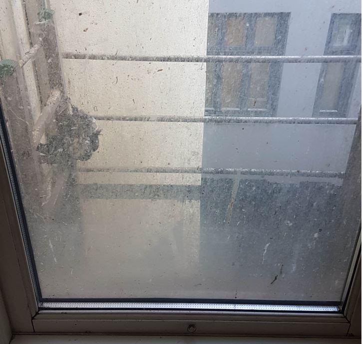 Dette var utsikten da studentene flyttet inn. En due har endt sine dager rett utenfor vinduet.
