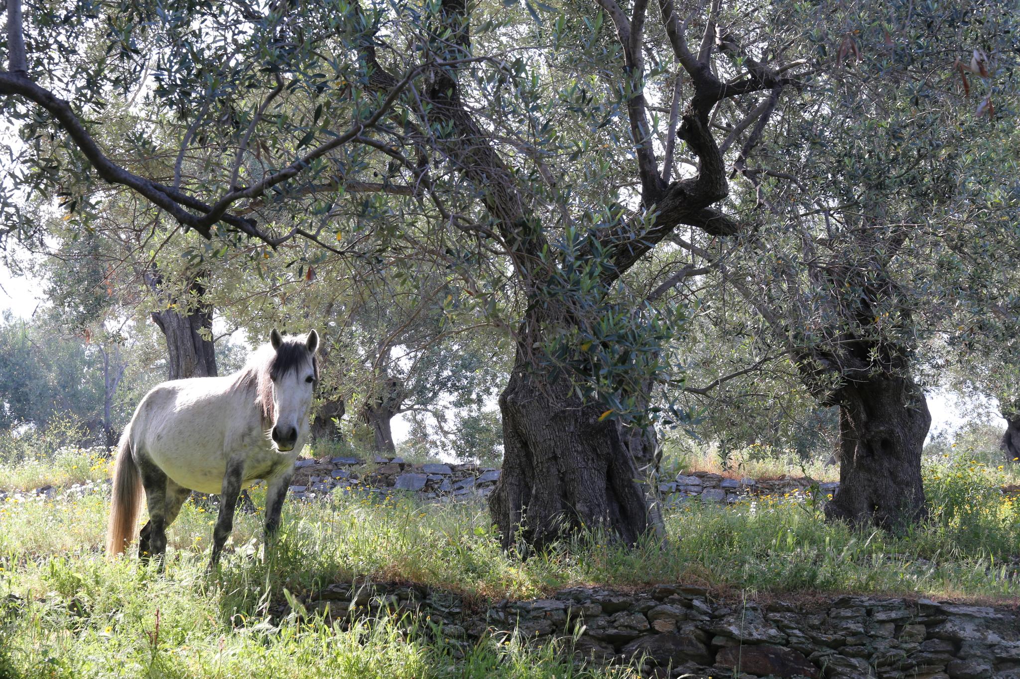 Olivenfarm med en firbeint «gressklipper». Det er vinn-vinn for hest og miljø.