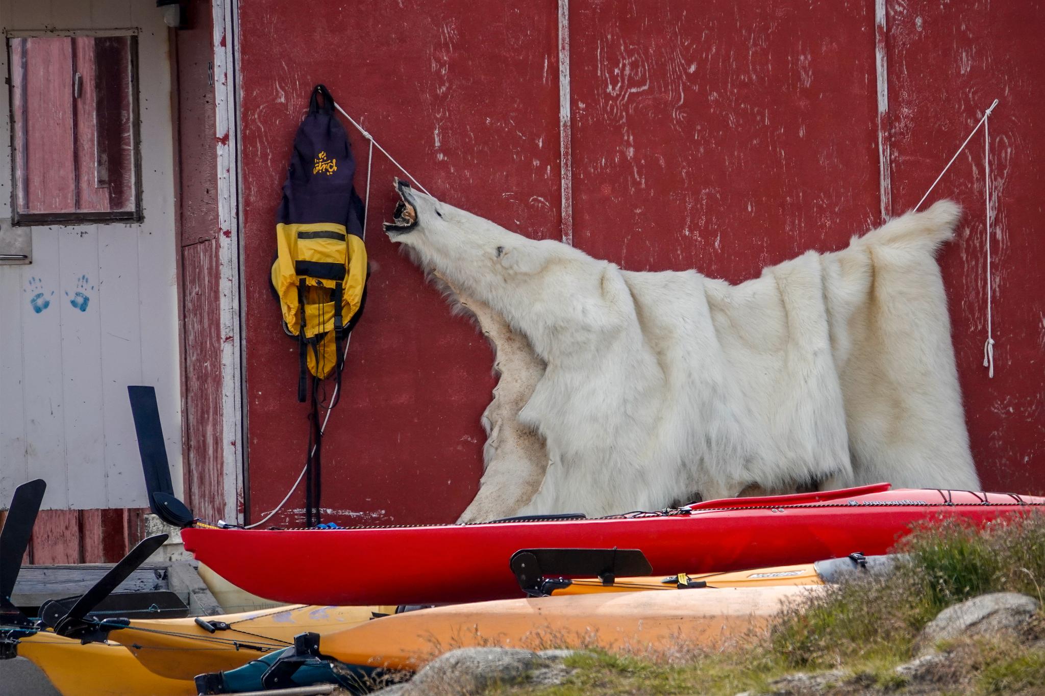 SV calls on government to stop importing polar bear skins