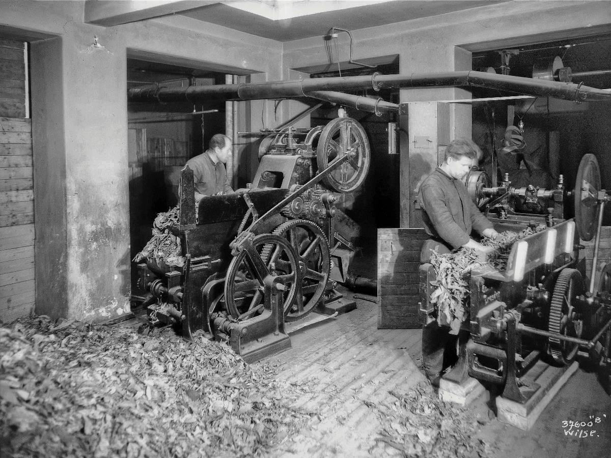 Her jobbes det for fullt i Glotts tobakksfabrikk i Torggata 33, rundt 1925.