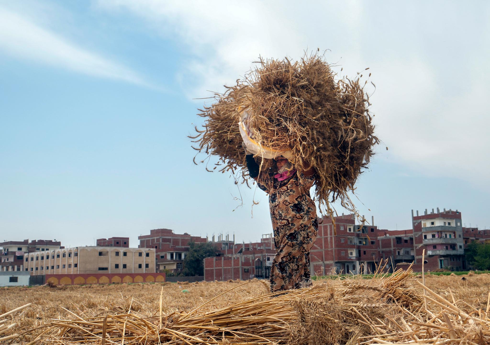 En bonde bærer en bunt med hvete på en gård i Egypt. Mangelen på korn fra Ukraina har ført til økte matpriser over hele verden. 