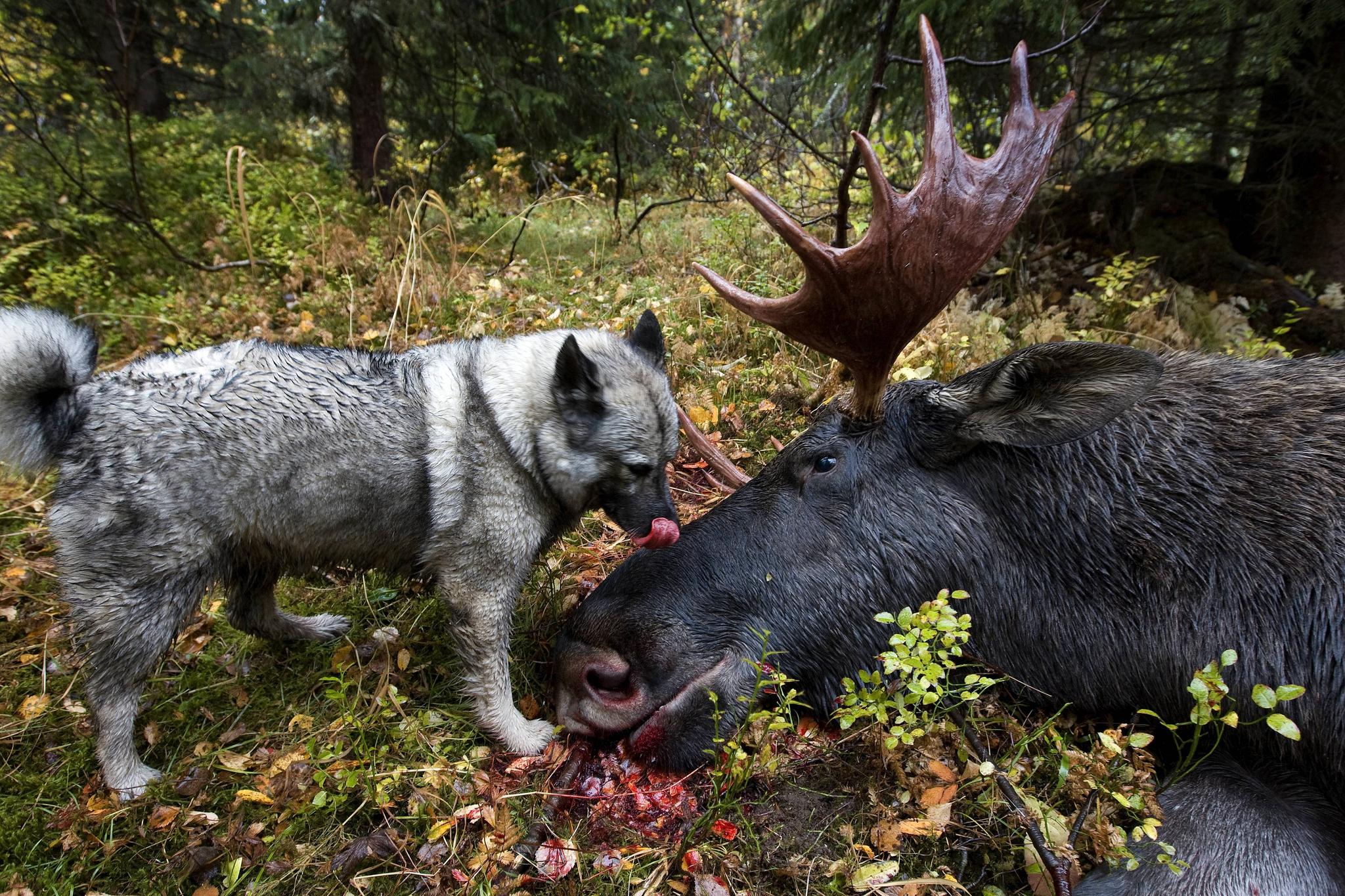 BRUKSHUND. Norsk elghund er flink til nettopp å jakte storvilt, som elg. 