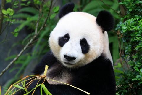Hvordan er det mulig å ikke la seg sjarmere av pandaer? Nå er de ikke lenger utryddingstruet, men tallene er fortsatt lave.