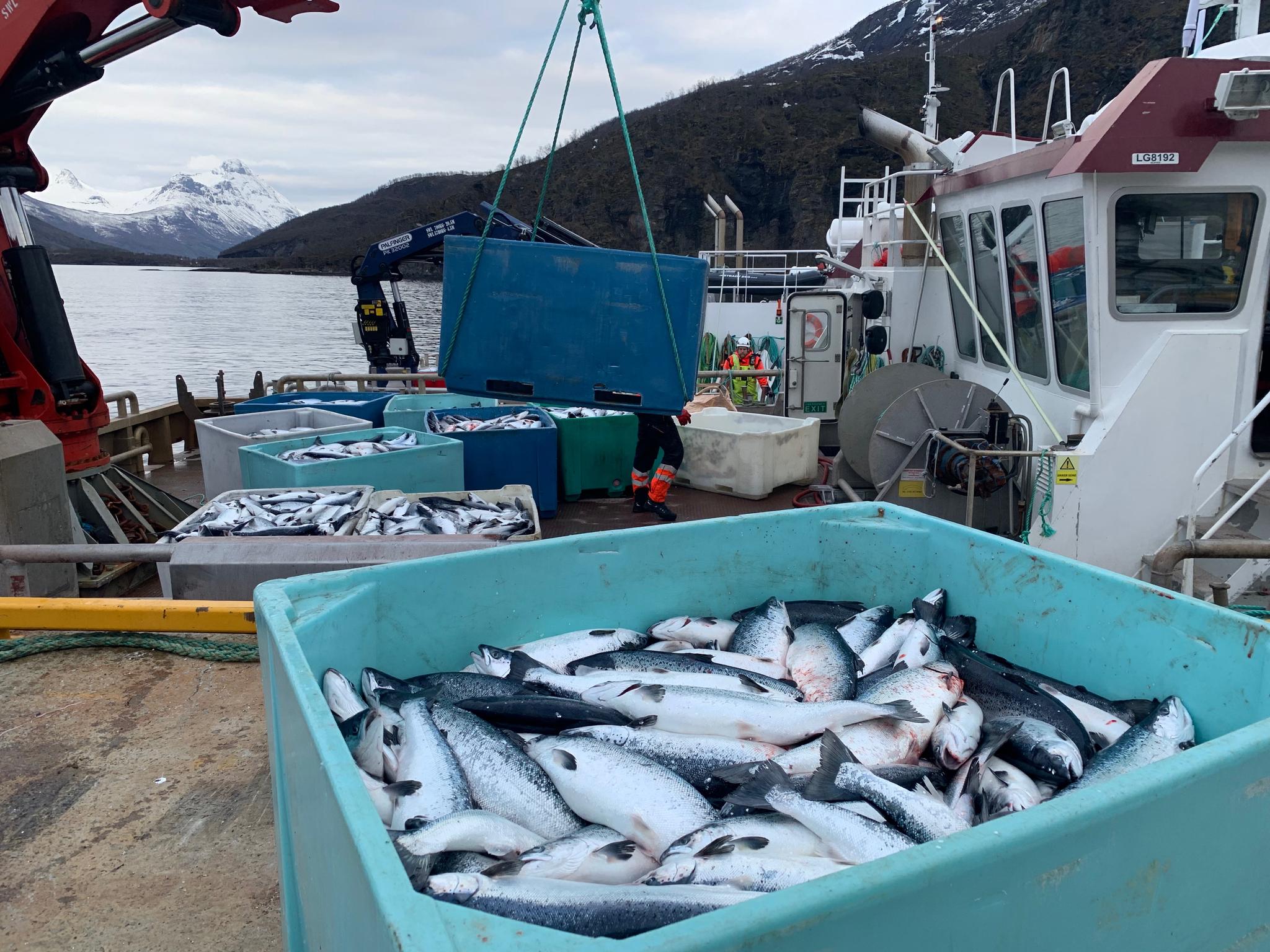Ved landbasen til Northern Lights Salmon i Balteskard i Sør-Troms heises kasse på kasse med død laks opp på kaia.