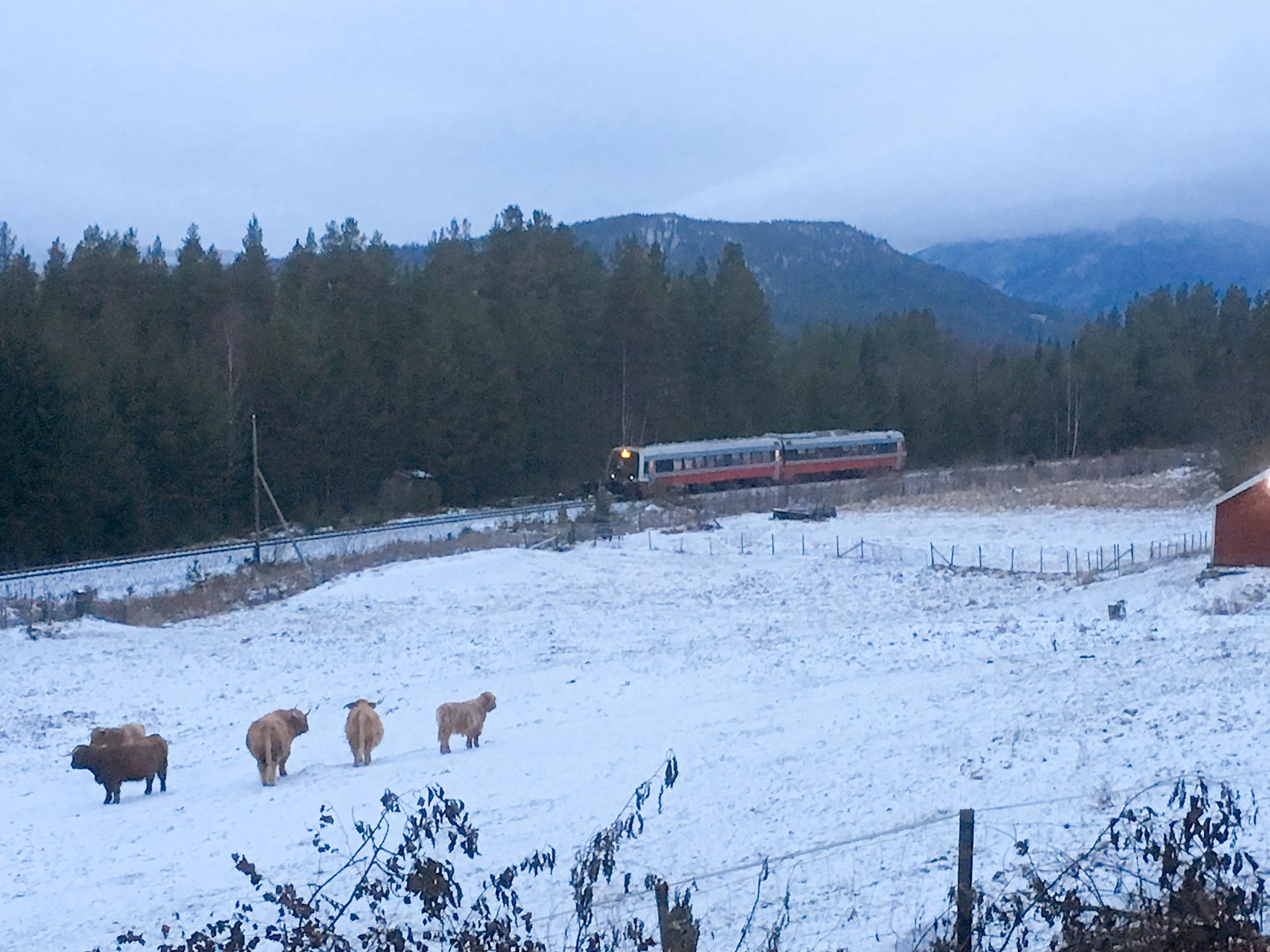 Et tog har truffet en lastebil på Rørosbanen nord for Koppang. Foto: Njaal Kværnes / Østerdølen / NTB scanpix.