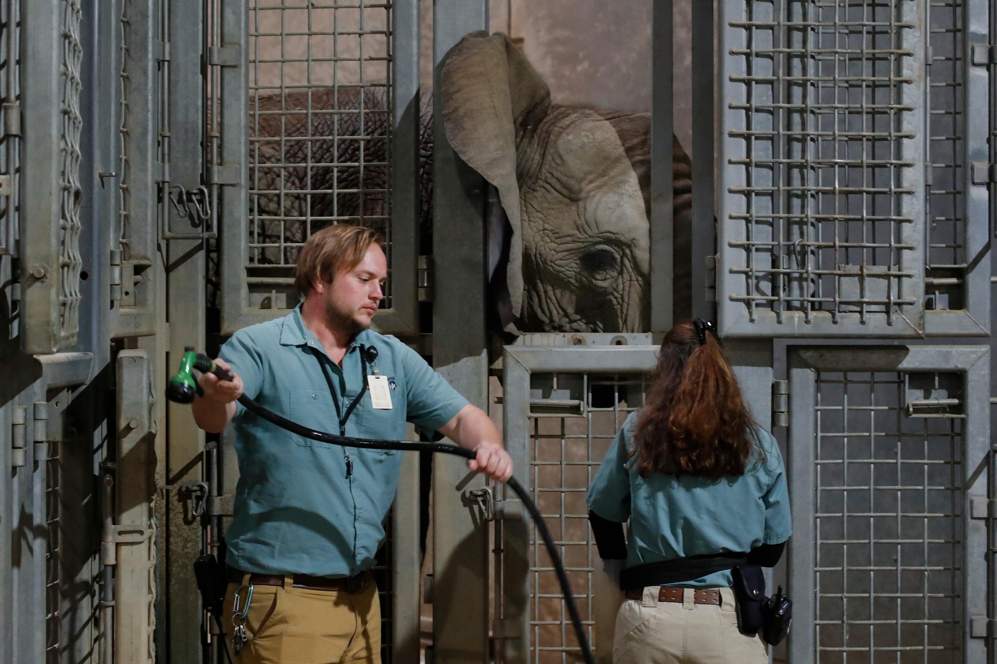 Dyrepasserne Royce Beneke, venstre, og Sara Roger steller for Amahle, en av tre elefanter ved Fresno Chaffee Zoo i California. De siste årene har noen større dyreparker gått bort fra å ha elefanter som en attraksjon, men Fresno Chaffee Zoo ønsker å sikre videre avl for elefanter i parken. 