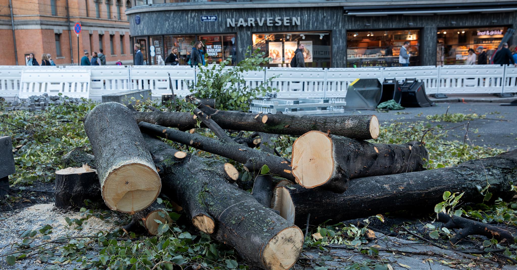 Tirsdag ble det felt 14 trær i Olav Vs gate, mellom Nationaltheatret og Rådhusplassen i Oslo sentrum. Årsaken er oppgradering av gaten. 