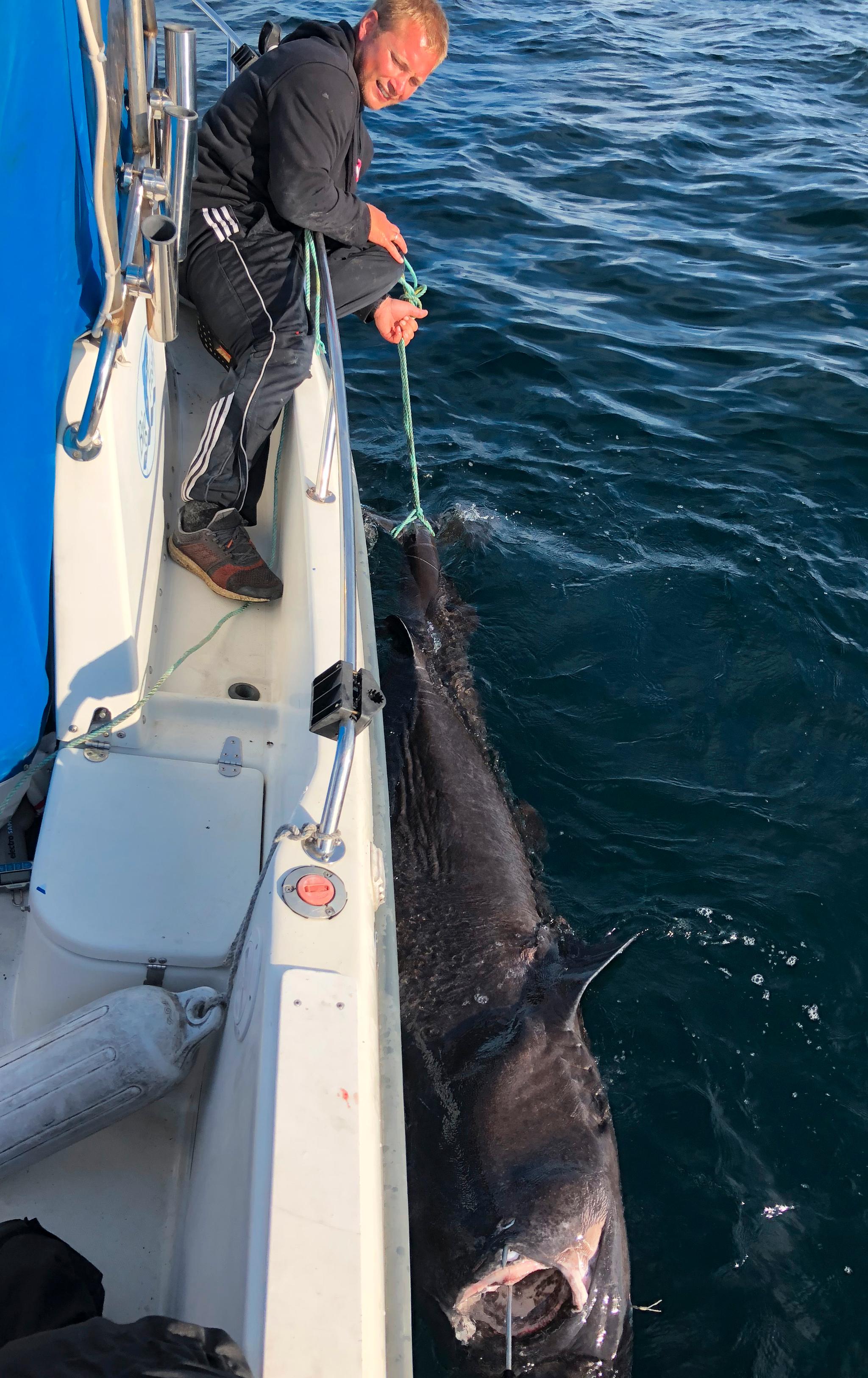 Hans Marius Kaasa fikk en håkjerring på cirka 290 centimeter og cirka 200 kilo på kroken i Skagerrak utenfor Langesund sist lørdag. haien ble sveivet om bord med helt vanlig havfiskeutstyr.
Foto: Sam Andre Berge / NTB scanpix