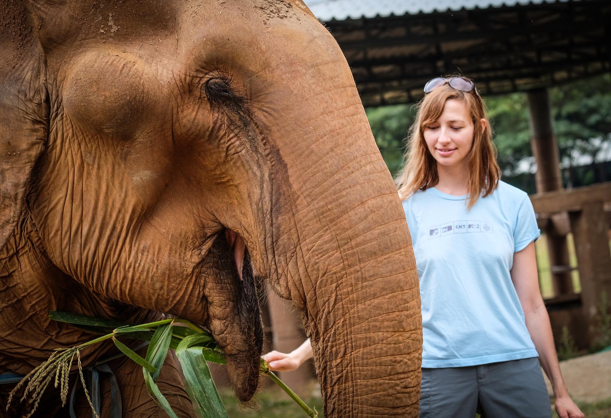 BEAUTY: Turister i Thailand begynner sakte, men sikkert å skjønne at elefanter best settes pris på for sin skjønnhet, fremfor triksene de kan gjøre.