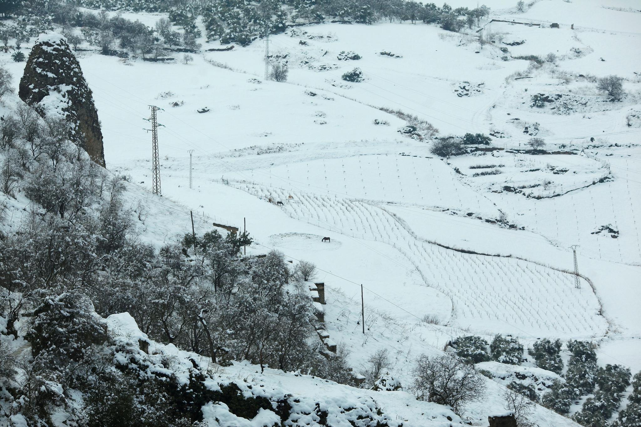 Jordbruksområder dekket med snø ved Malaga i Spania 19. januar.